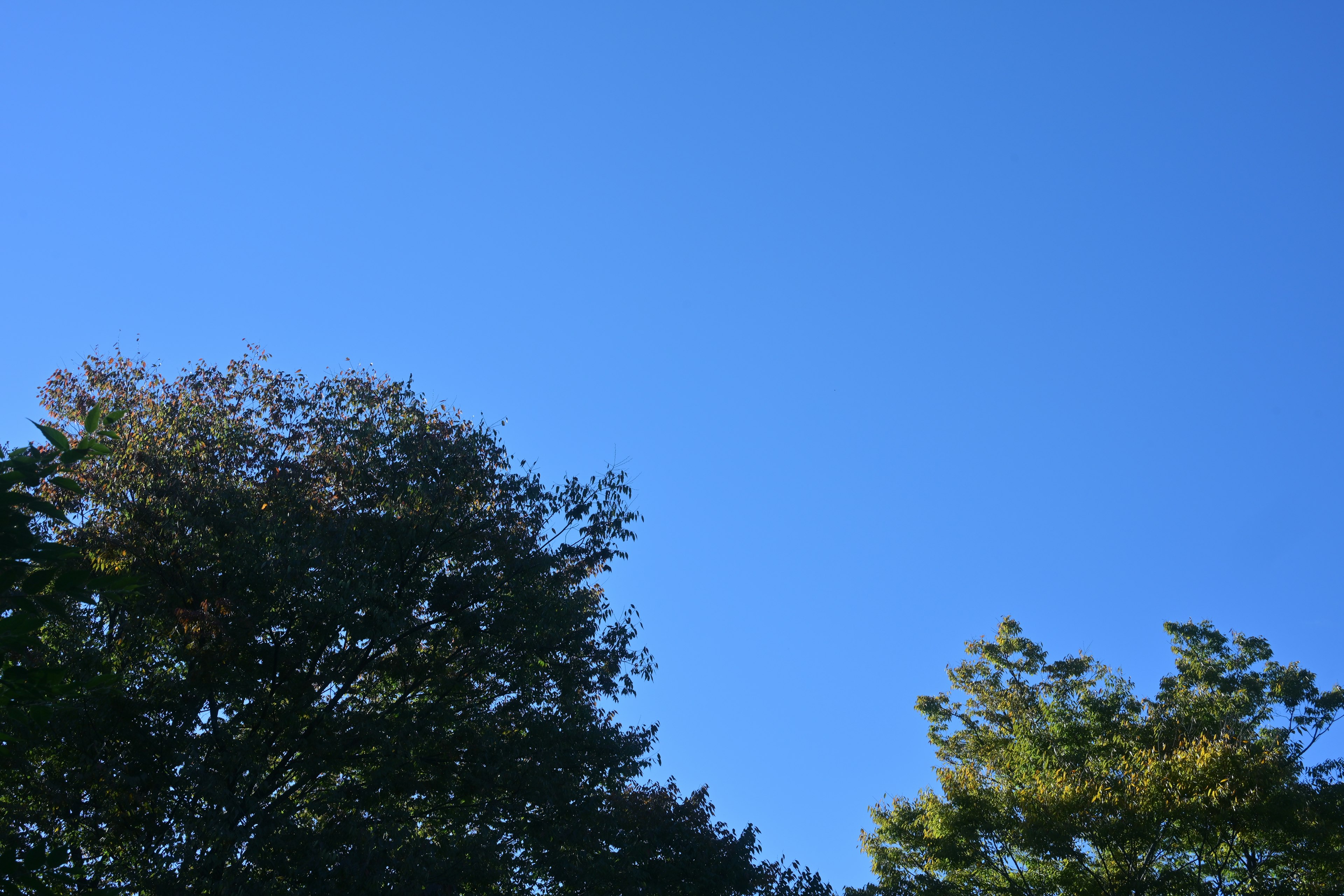 Ciel bleu clair avec des silhouettes d'arbres