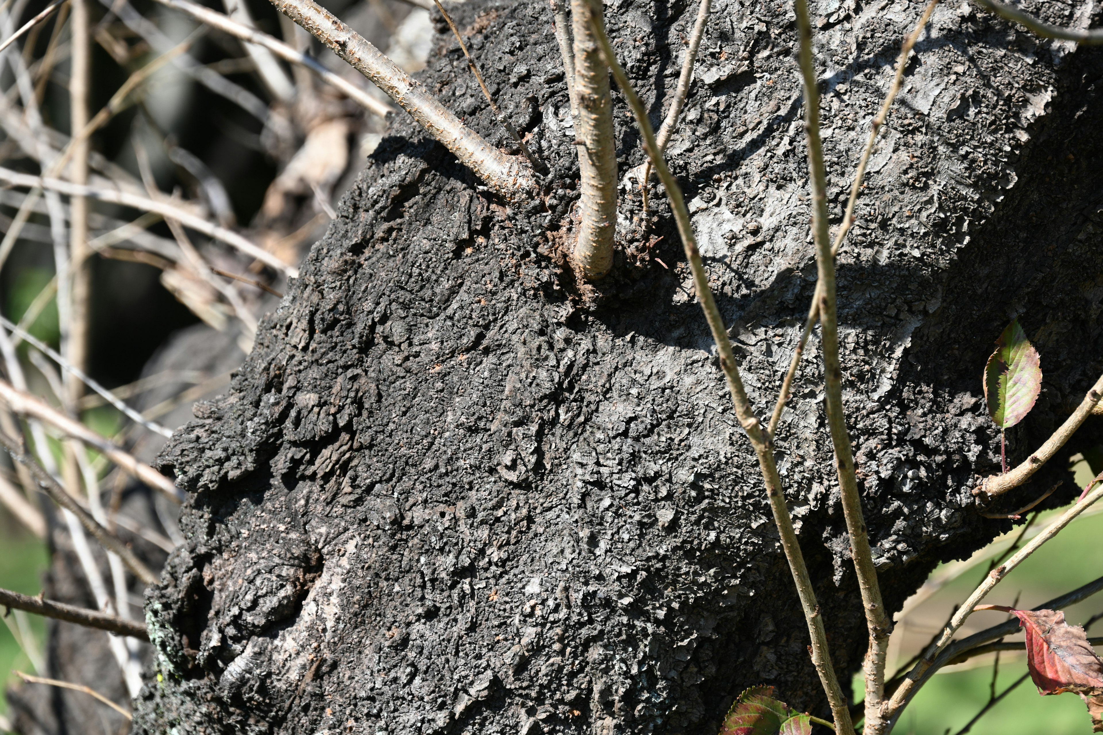 Close-up of a tree trunk with a rough texture and thin branches surrounding it