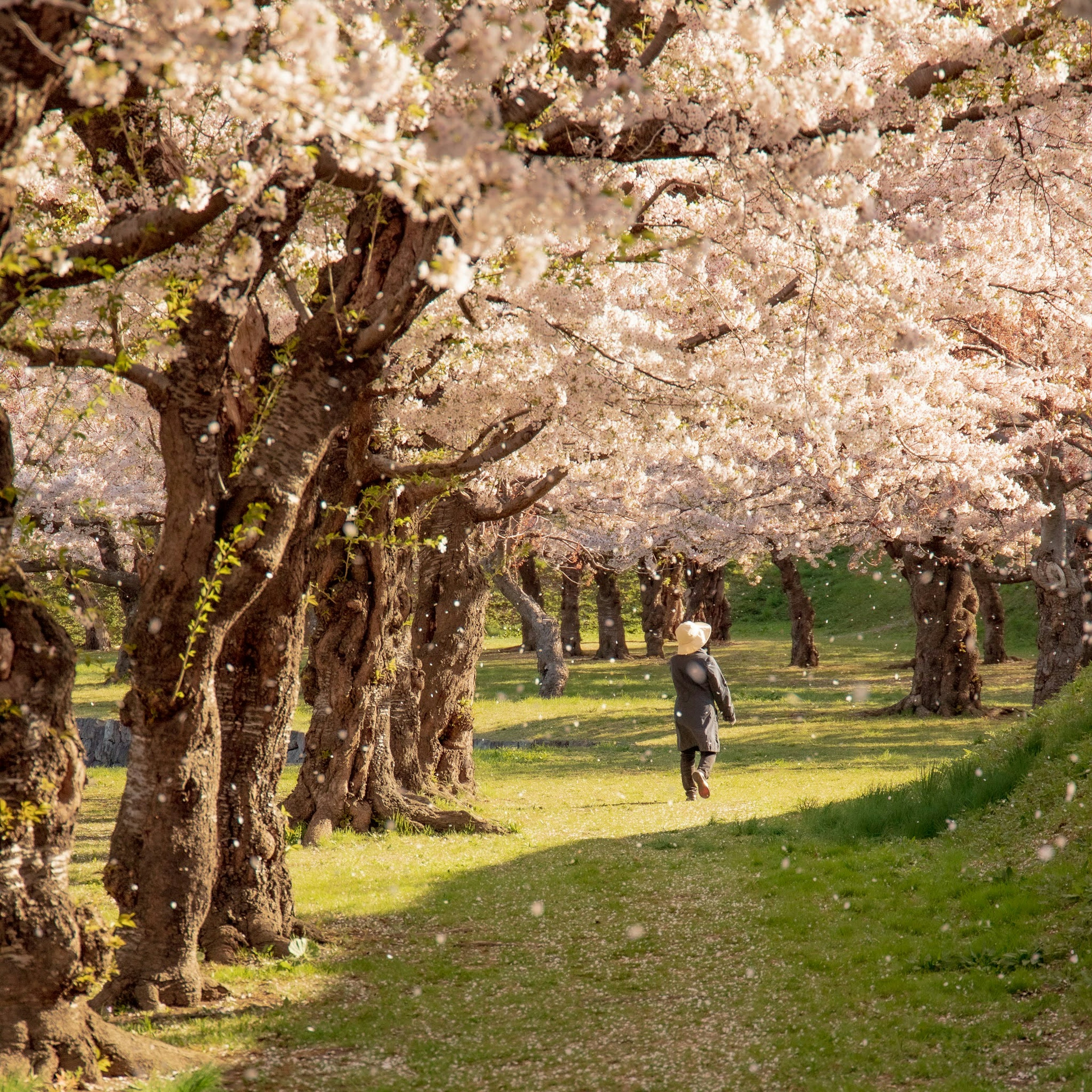 Persona che cammina sotto alberi di ciliegio in fiore