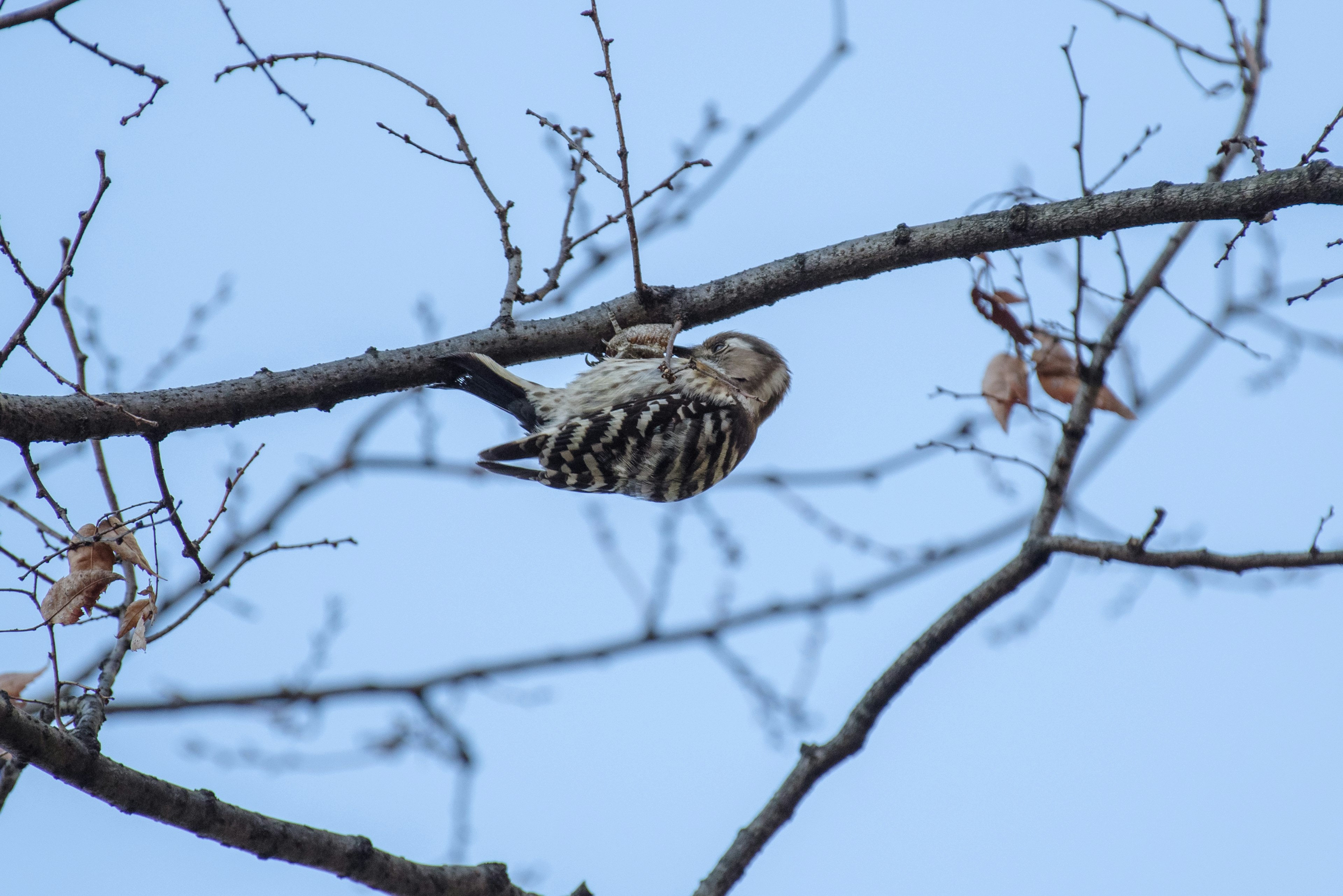 Image of a bird resembling an owl perched on a tree branch