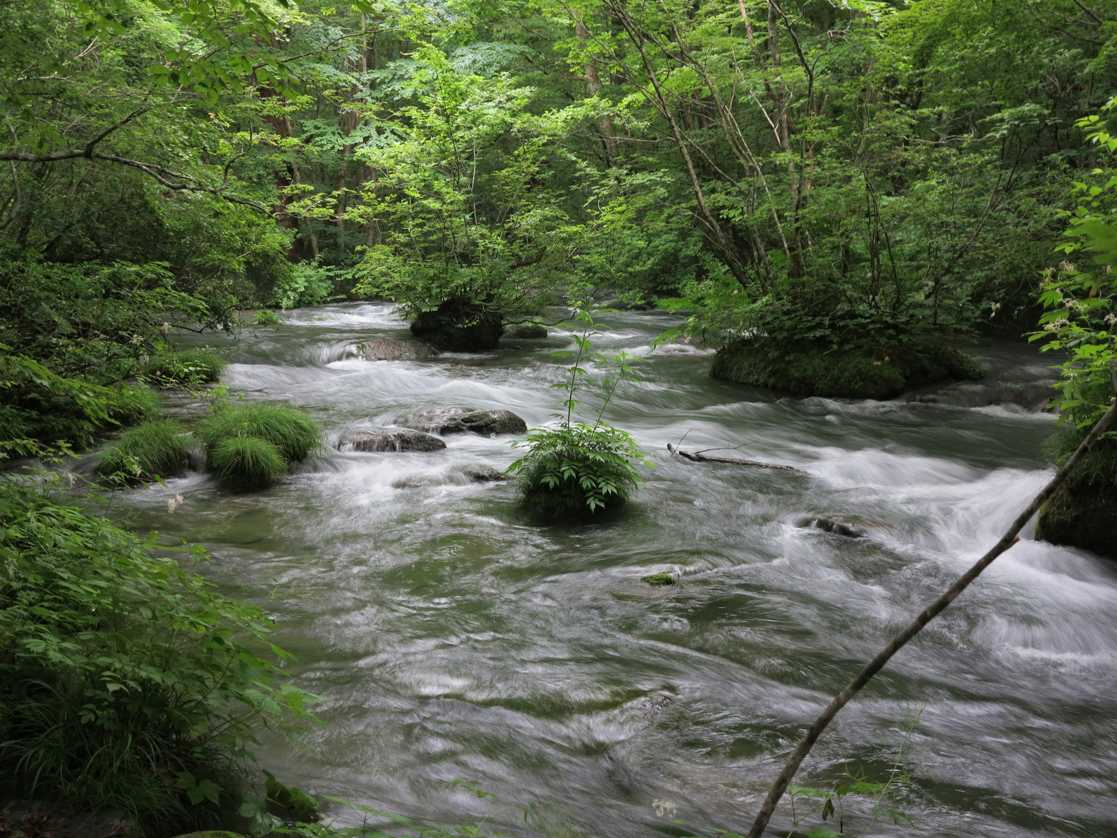 被郁郁葱葱的森林环绕的流动小溪的风景