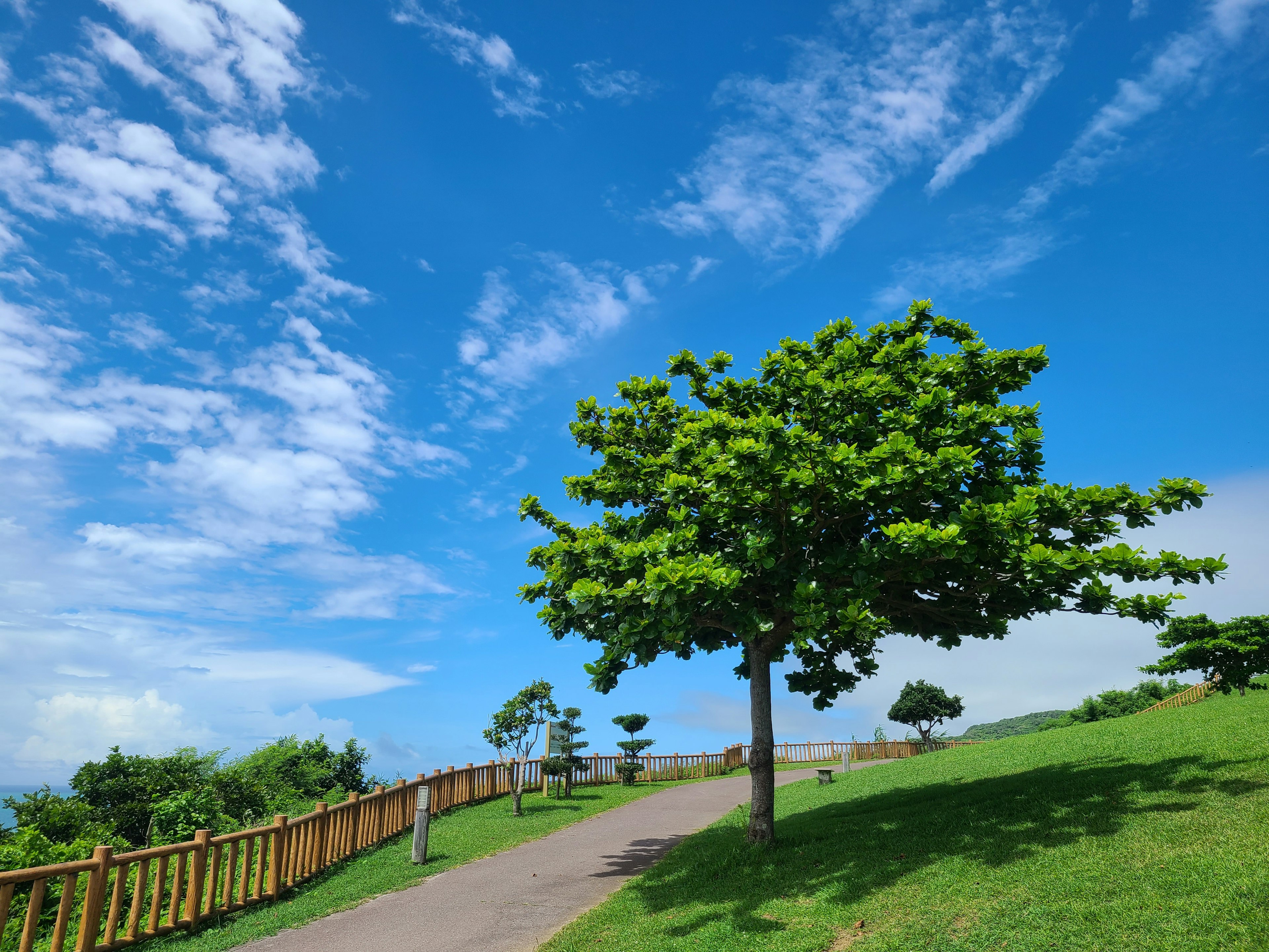 青空の下にある緑の木と小道の風景