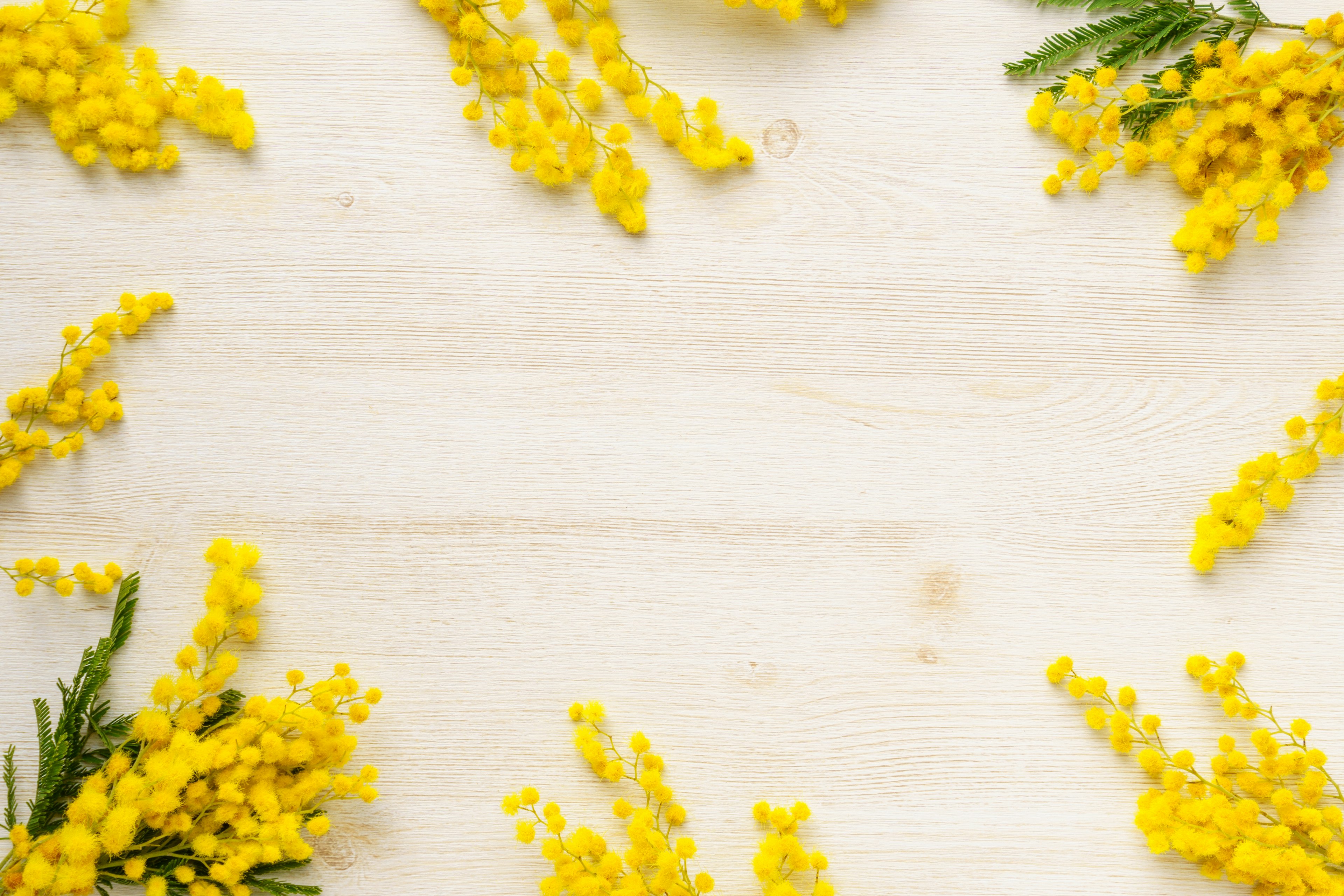 Gelbe Mimosenblüten um einen Holztisch angeordnet