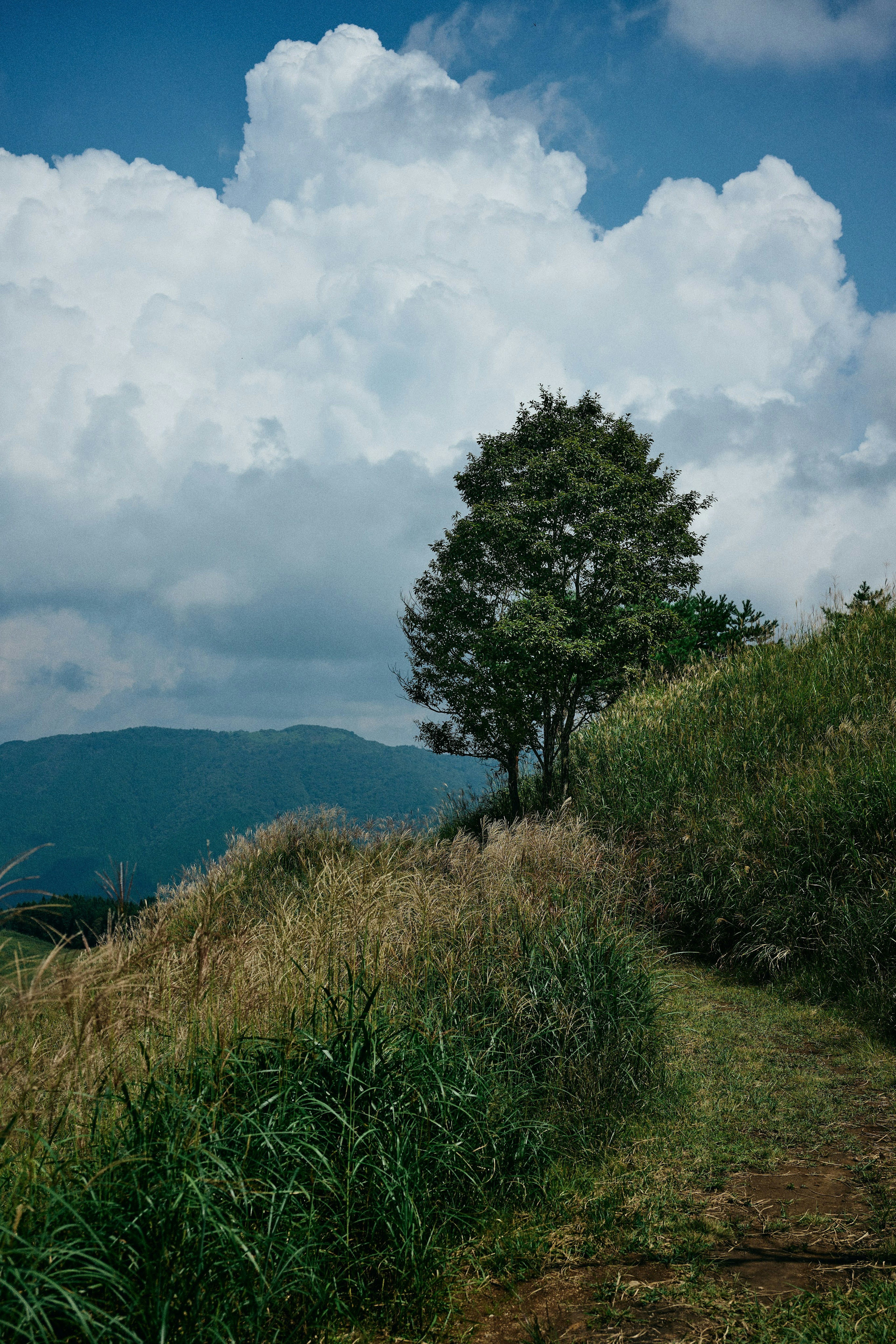 A single tree standing under a blue sky with fluffy clouds and green grass