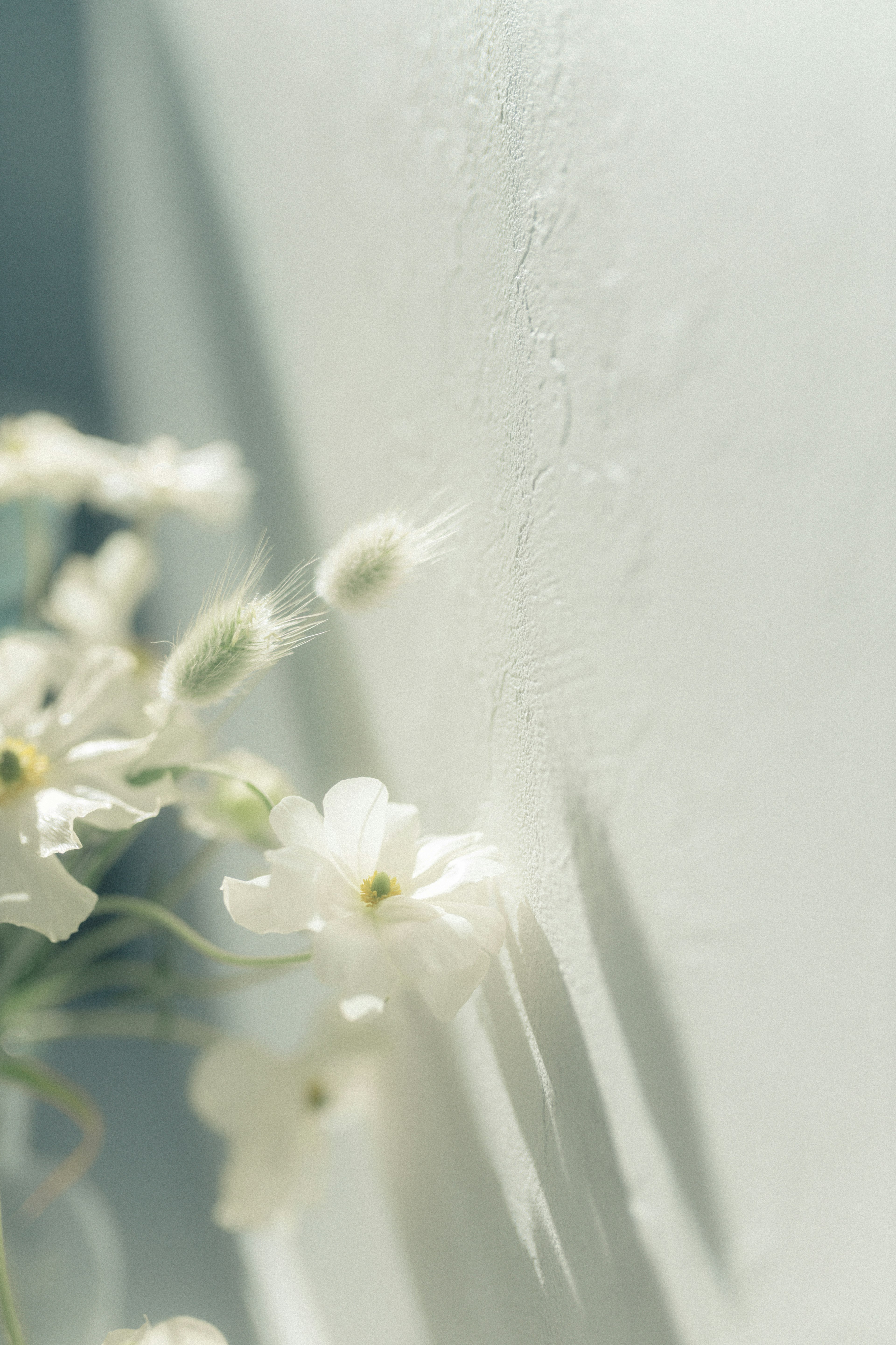 Zarte weiße Blumen werfen Schatten auf eine sanfte Wand