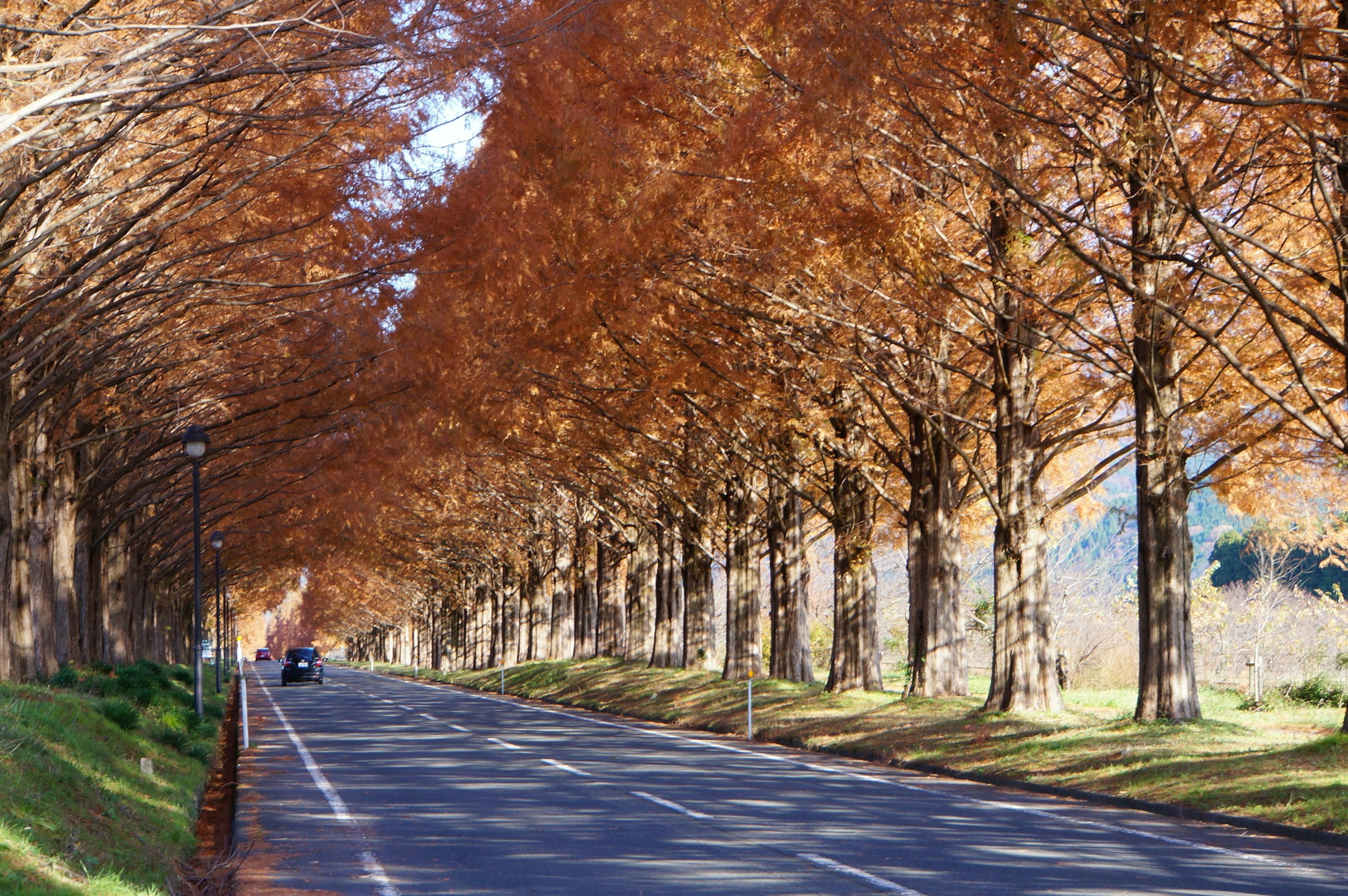 Baumgesäumte Straße mit Herbstlaub und einem Auto