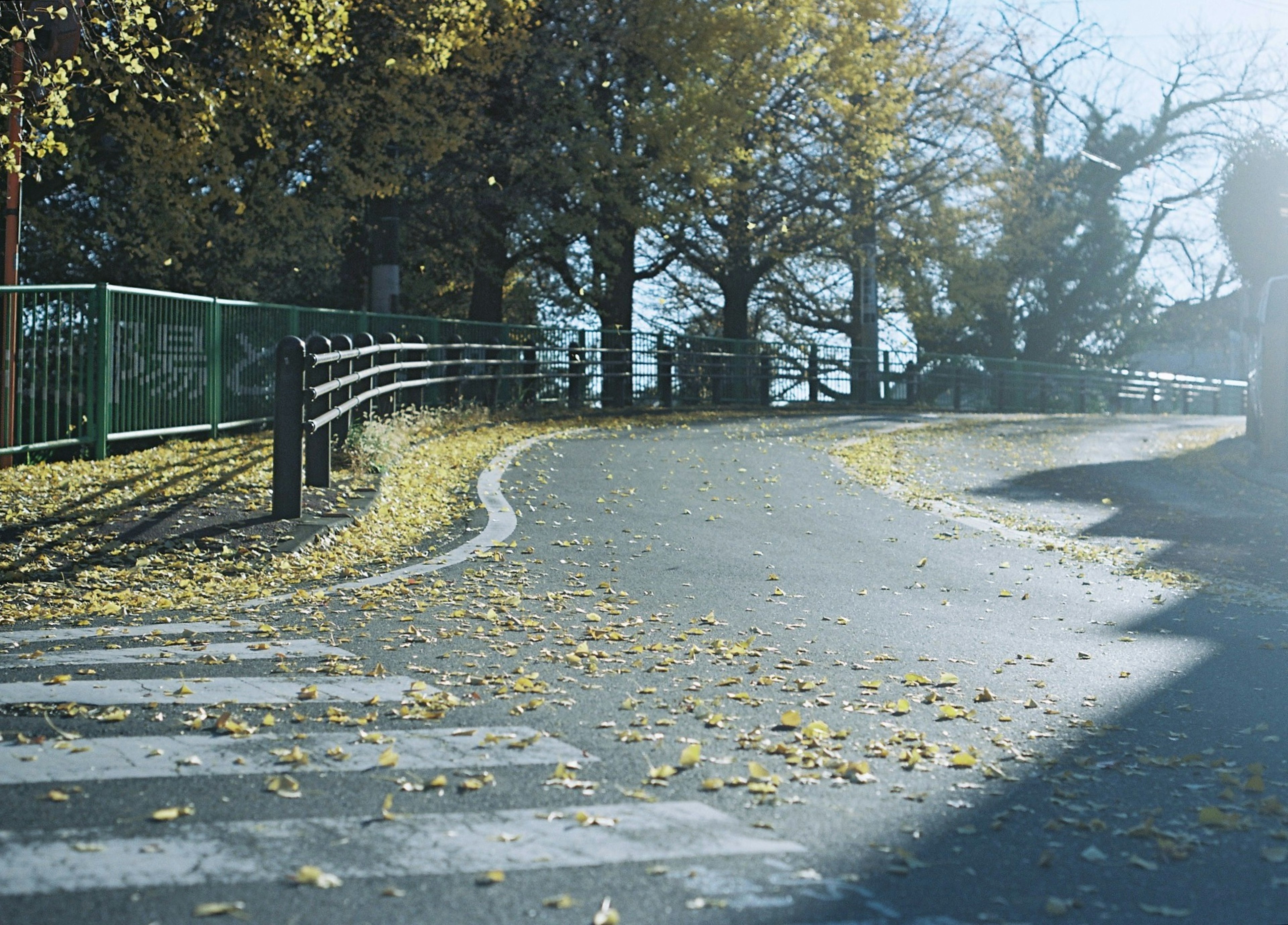 曲がりくねった道に落ち葉が散らばり、周囲には木々が立ち並ぶ風景