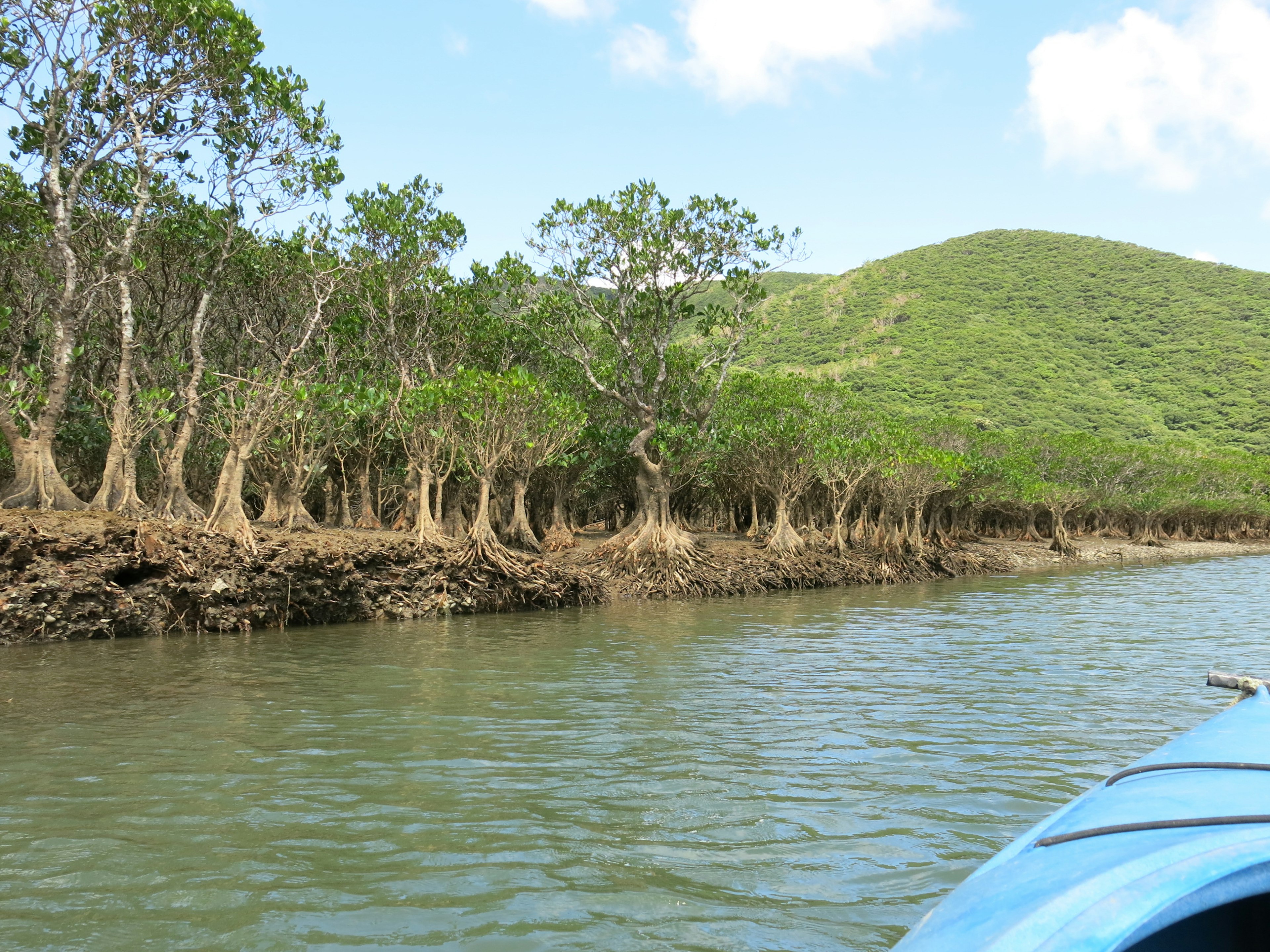 Forêt de mangroves le long de l'eau avec une colline verte en arrière-plan et un bateau bleu au premier plan