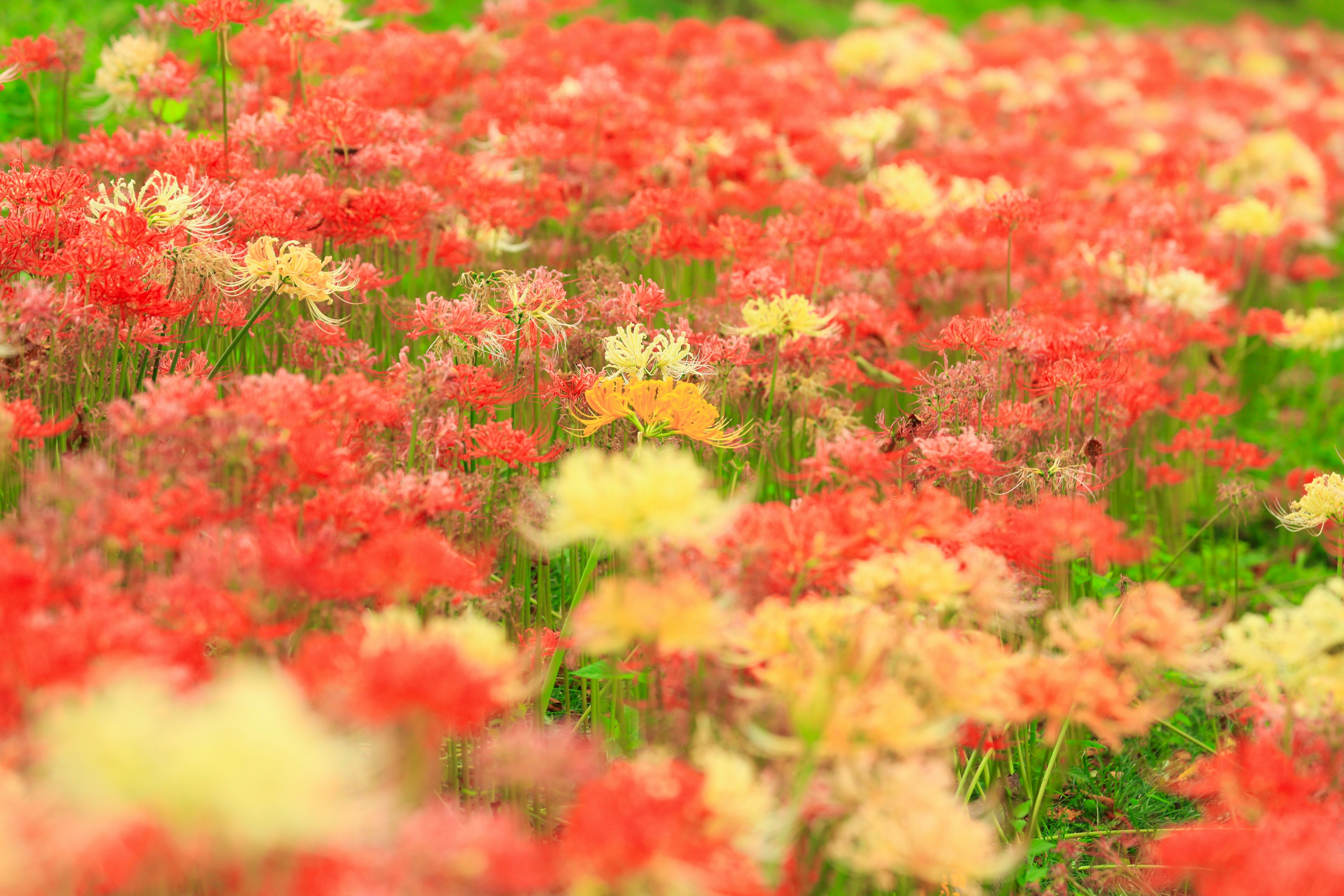 赤と黄色の彼岸花が咲き誇る美しい風景