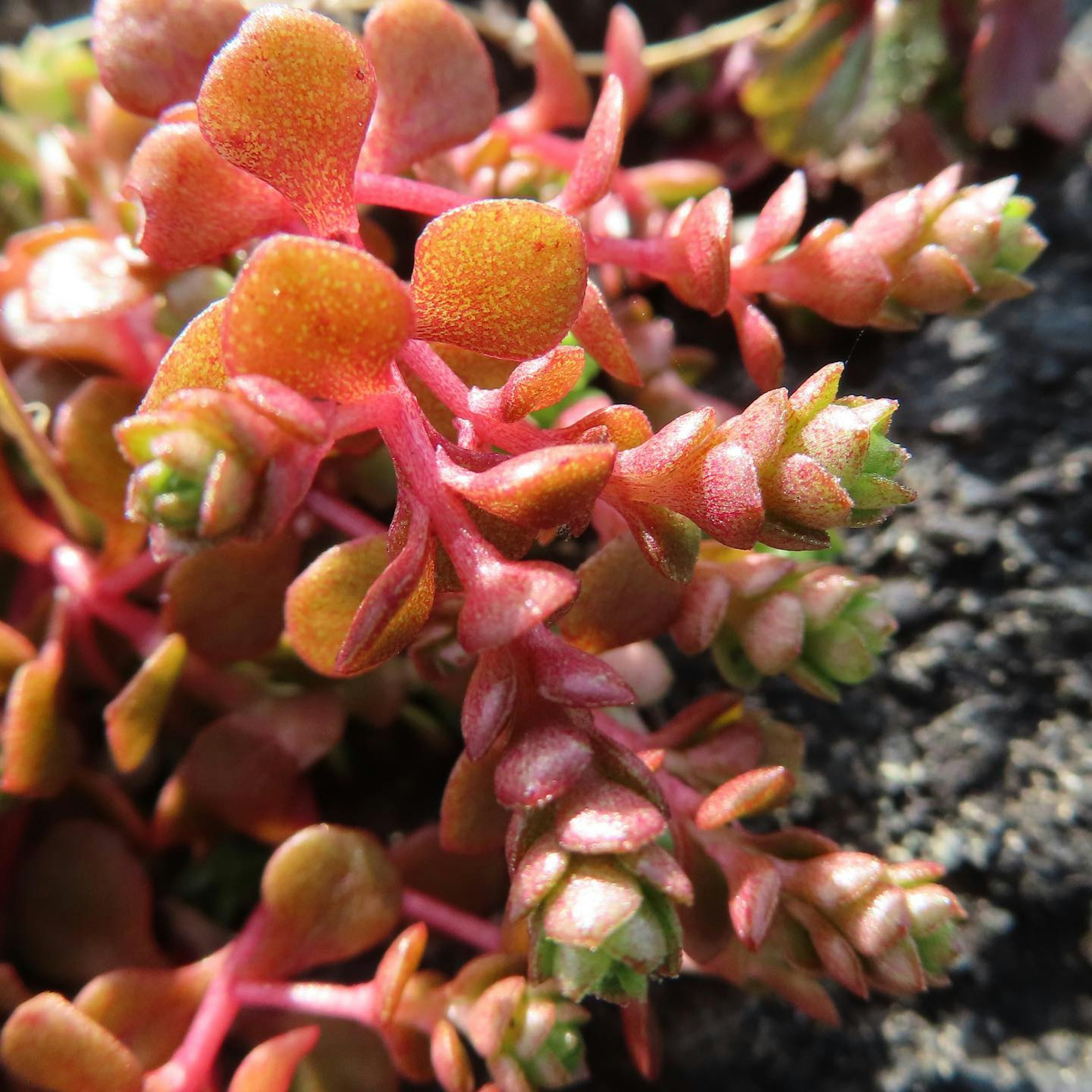 Close-up of succulent plant with reddish leaves and green tips