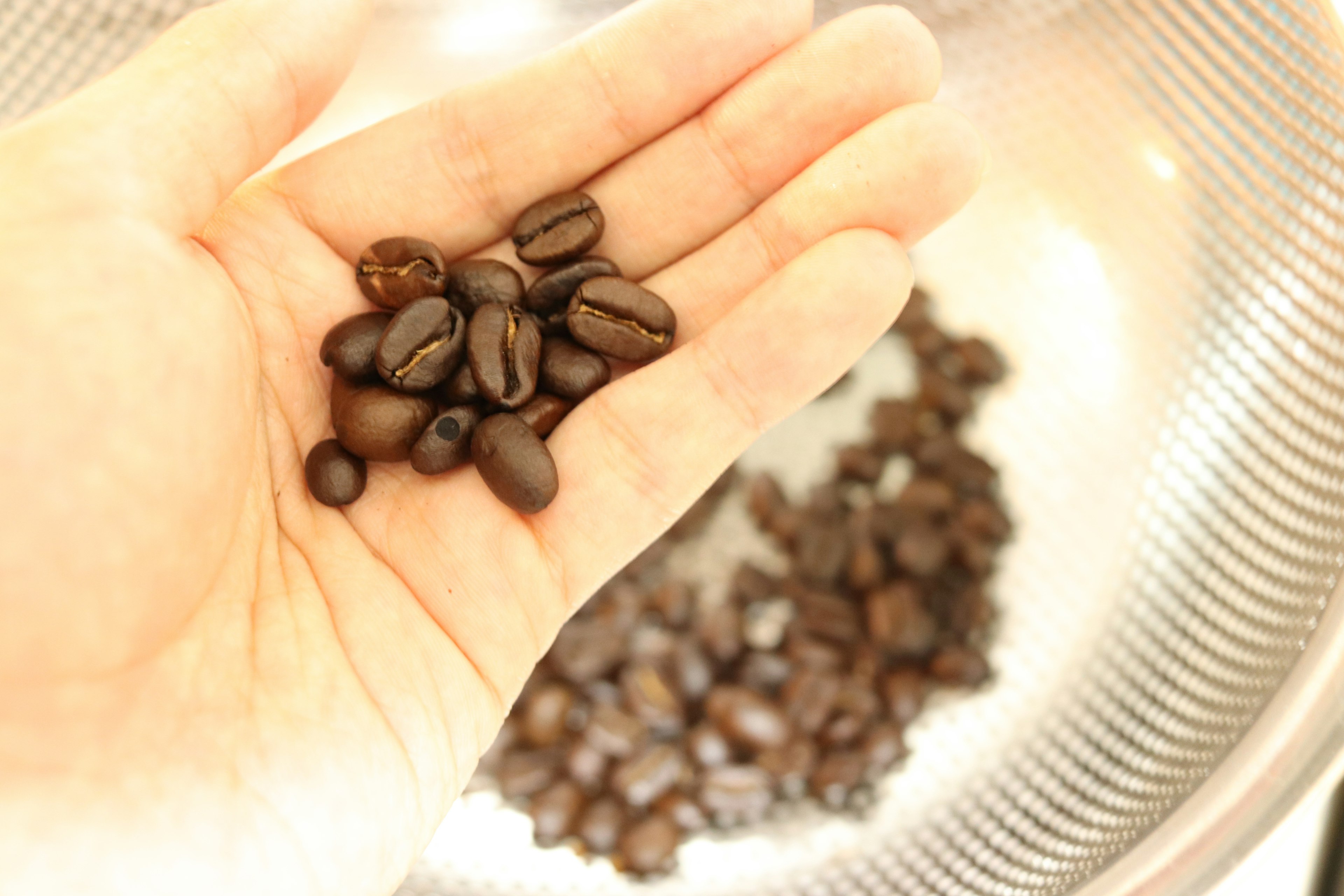 Hand holding roasted coffee beans with more beans in the background