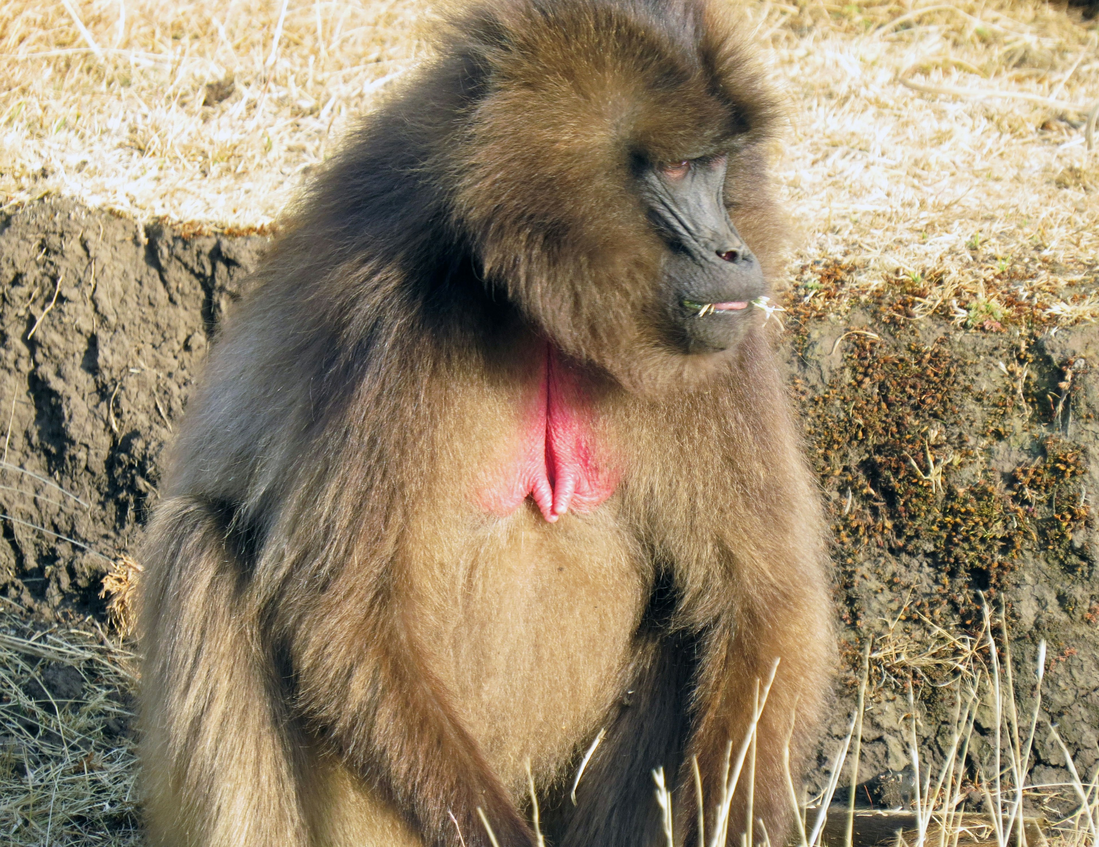 Un babuino con pelaje rico y colores llamativos sentado en el suelo