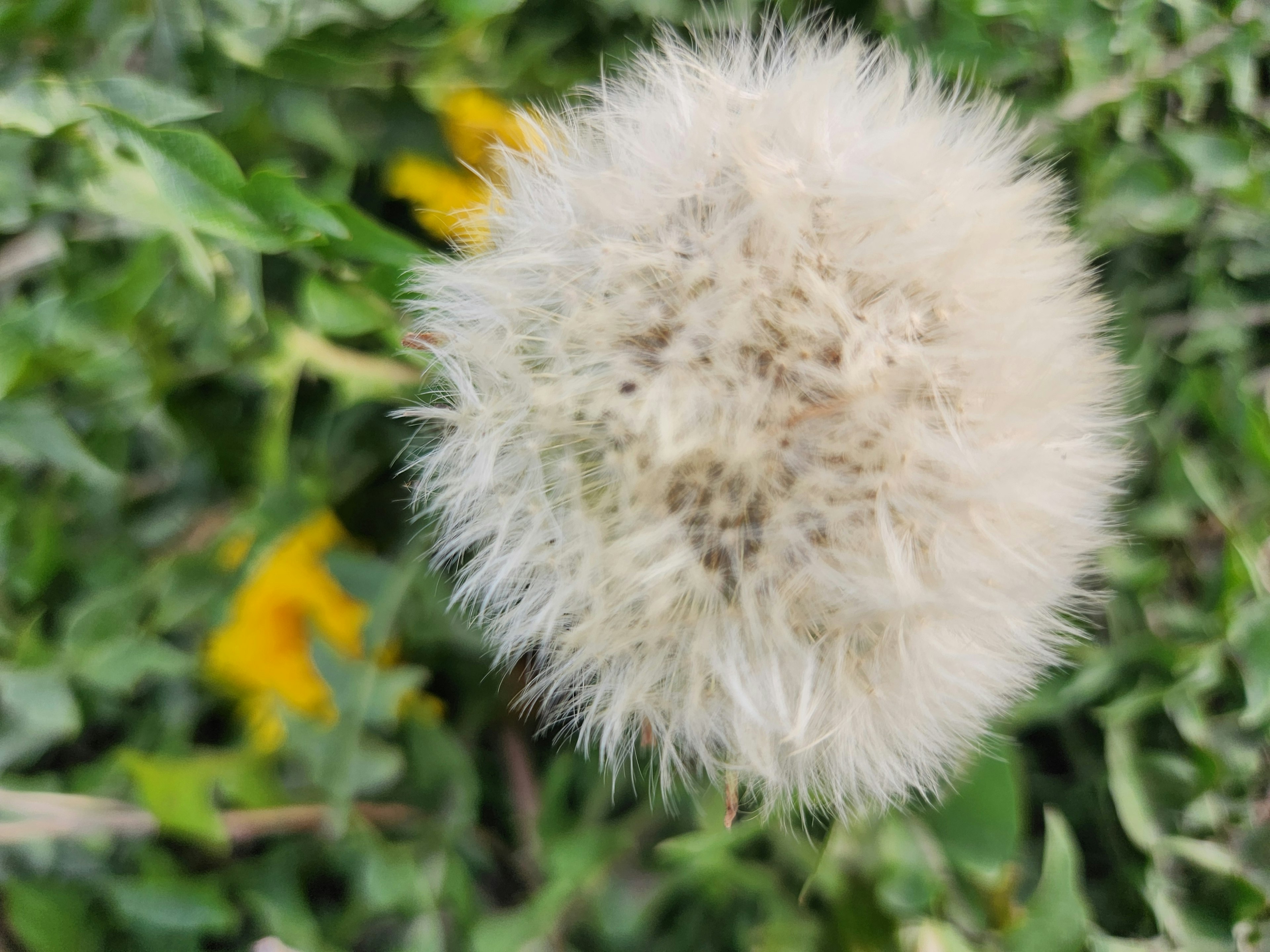 Eine weiße Löwenzahn-Puff umgeben von grünen Blättern