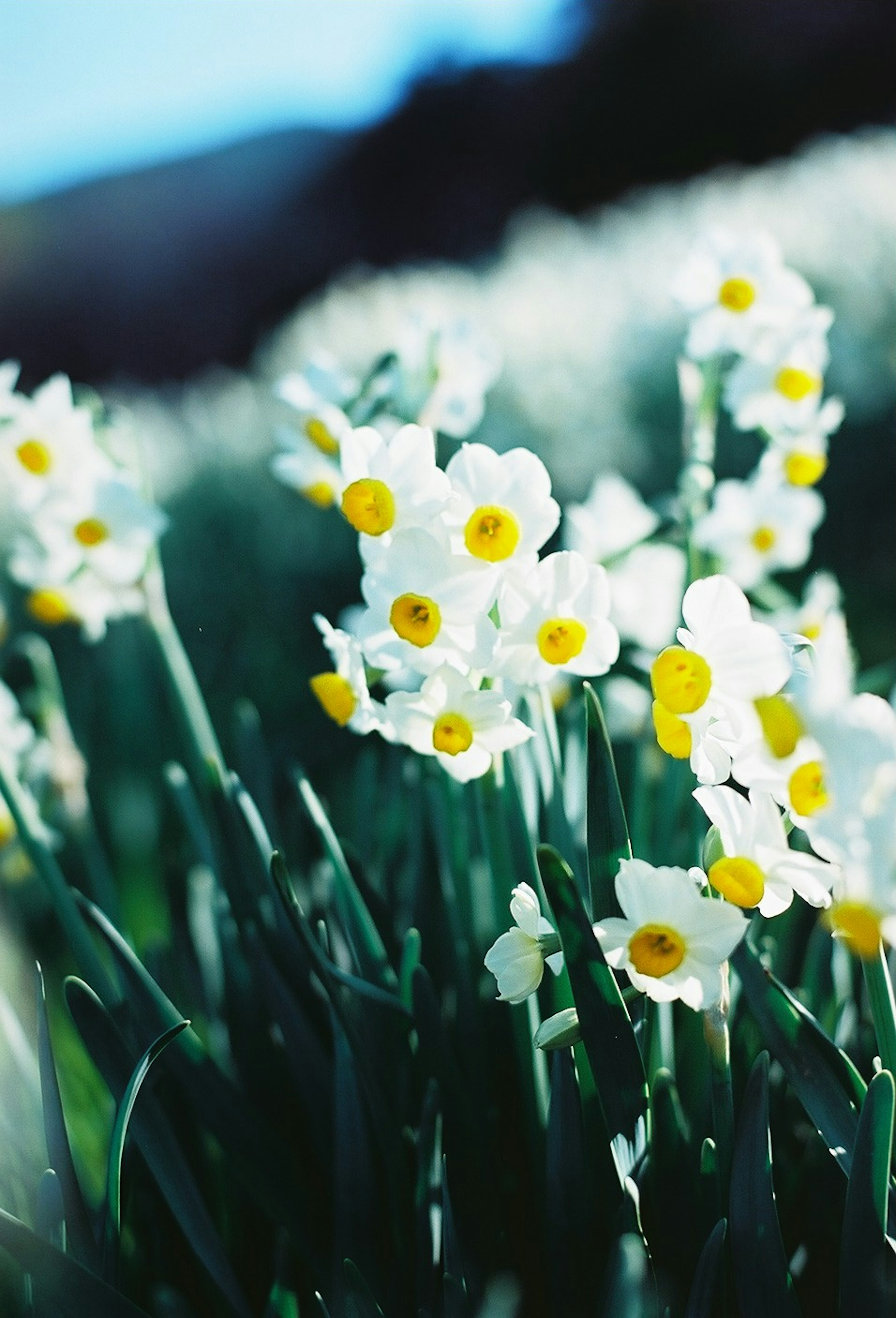 Campo de narcisos blancos con centros amarillos