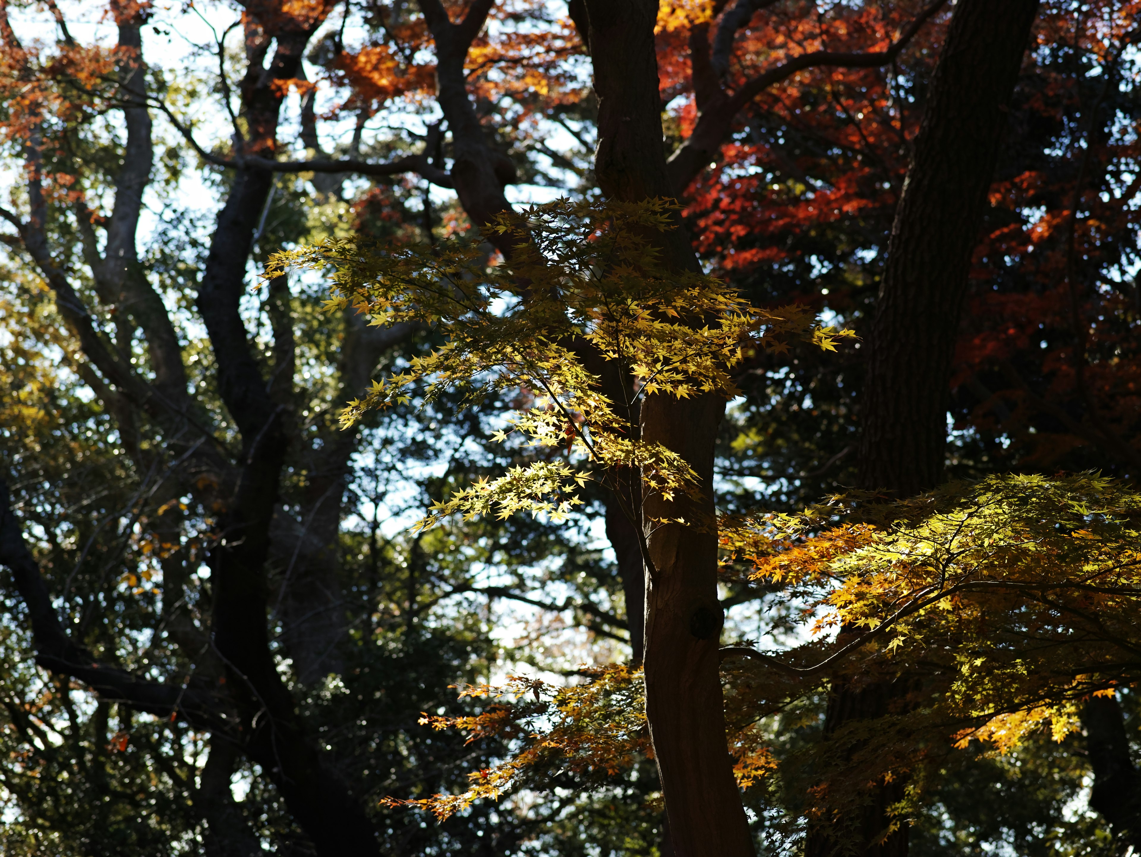 美しい秋の風景で、色とりどりの葉が生い茂る木々が映っている