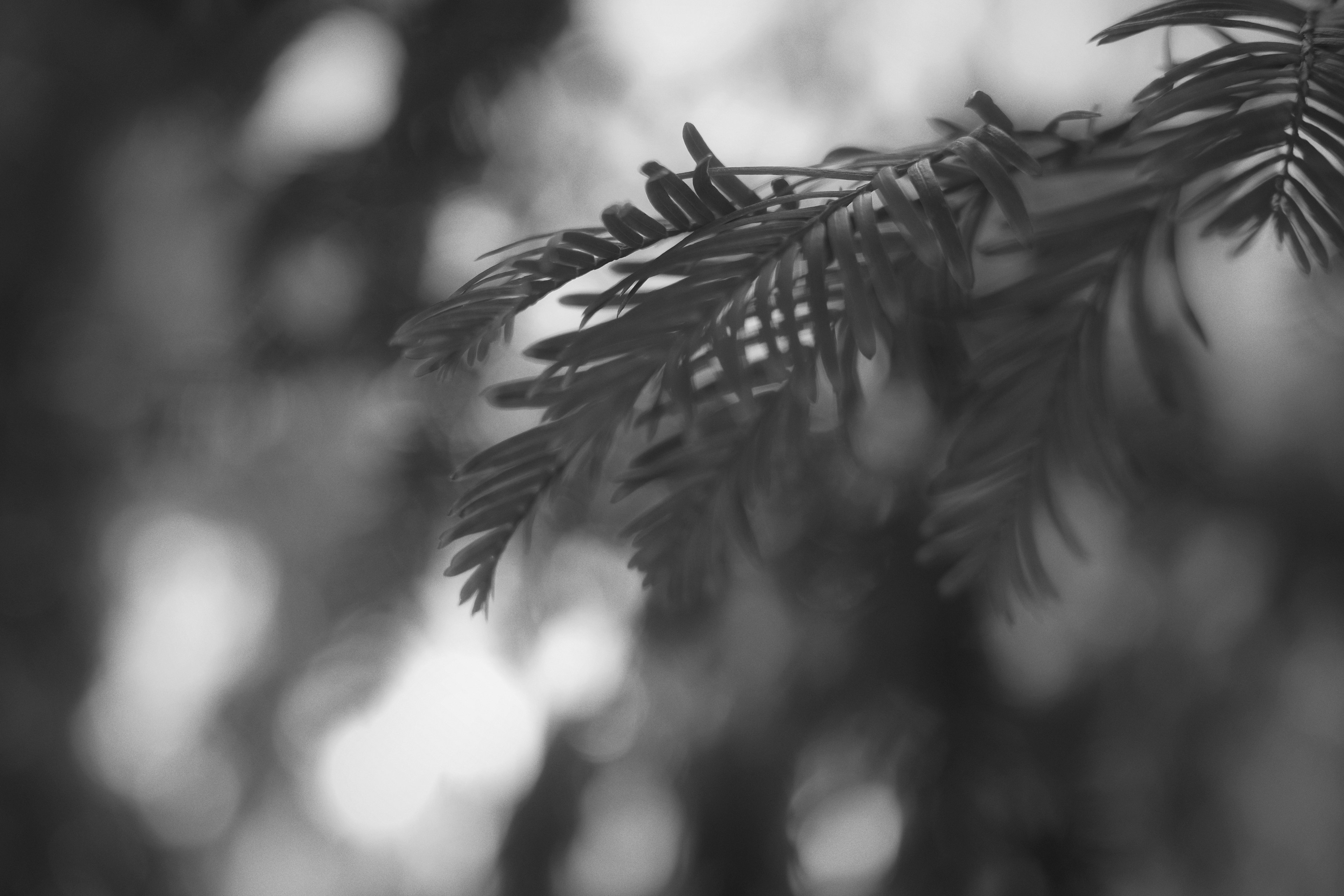 Black and white photograph featuring a close-up of green leaves against a blurred background