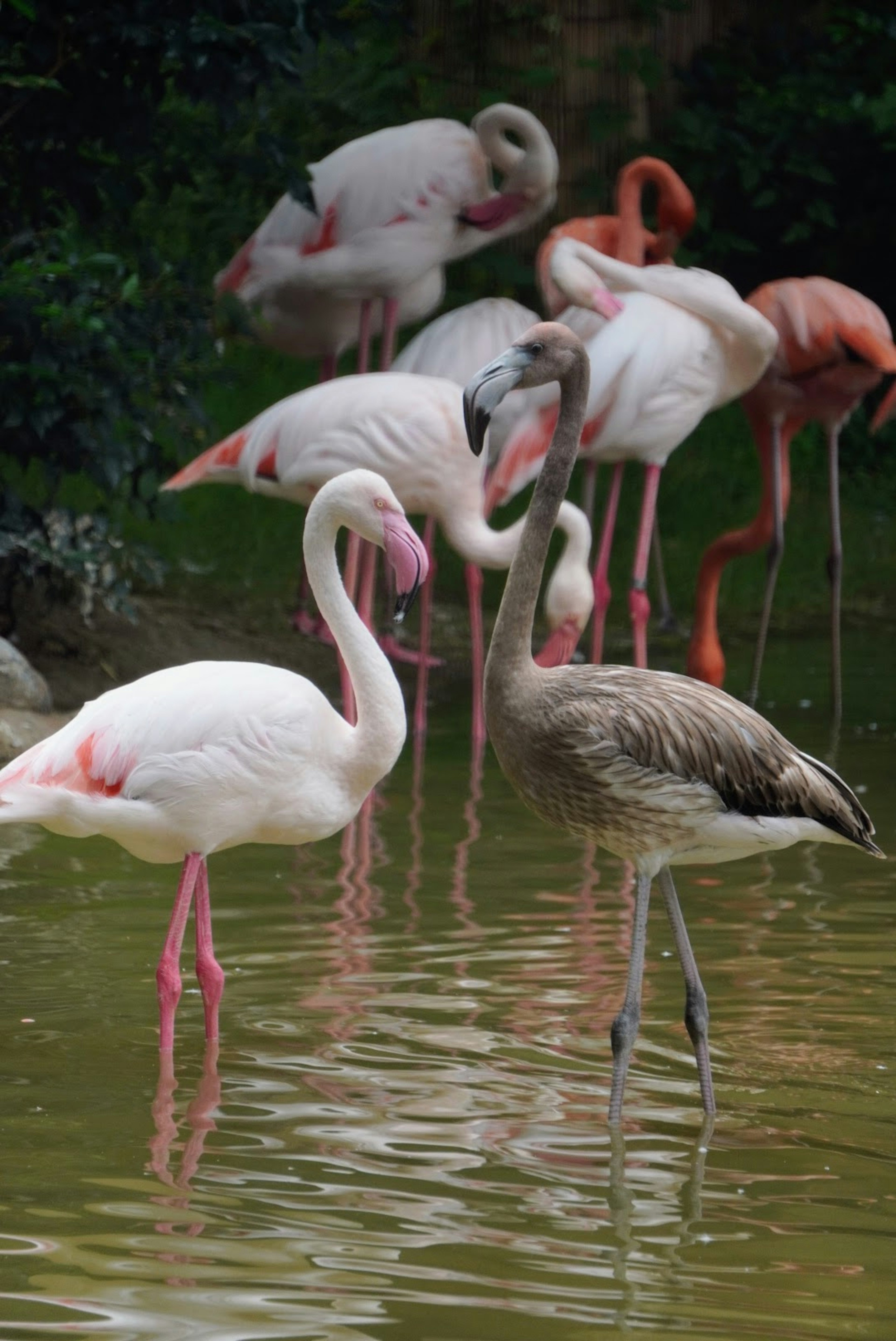 Flamants roses se tenant au bord de l'eau avec d'autres flamants en arrière-plan