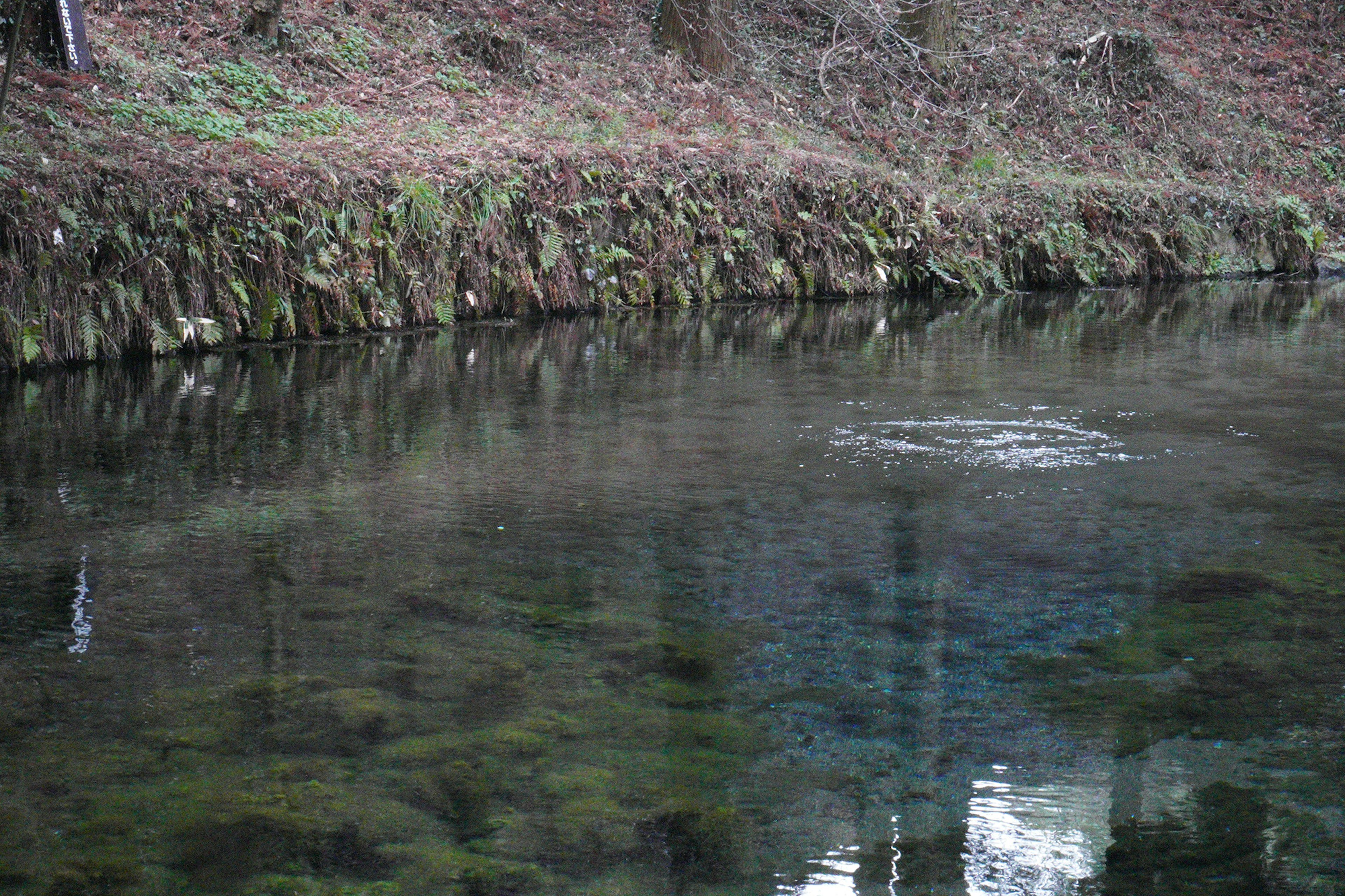 Calm water surface reflecting forest scenery