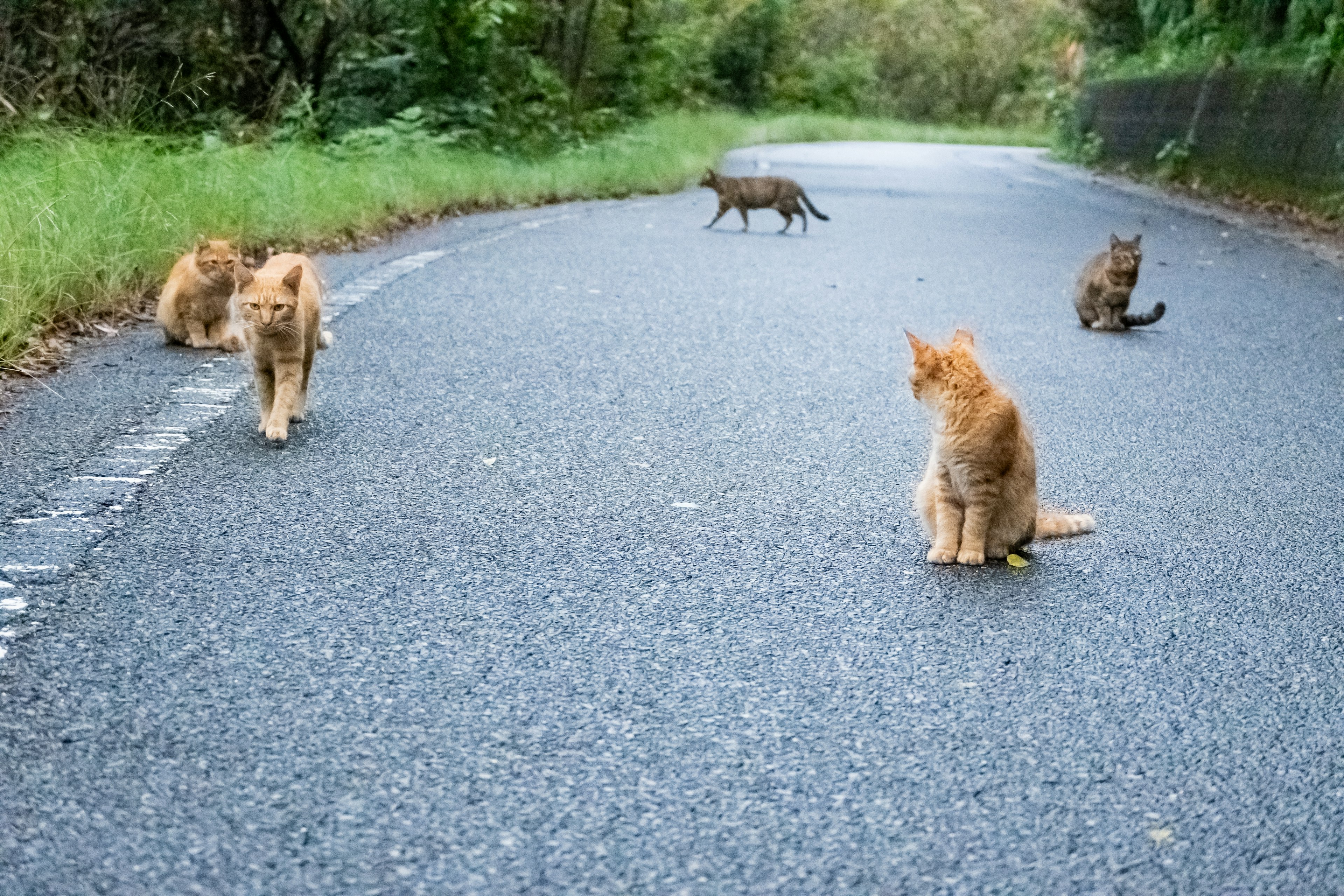 Orange Katzen sitzen auf einer Straße umgeben von Grün