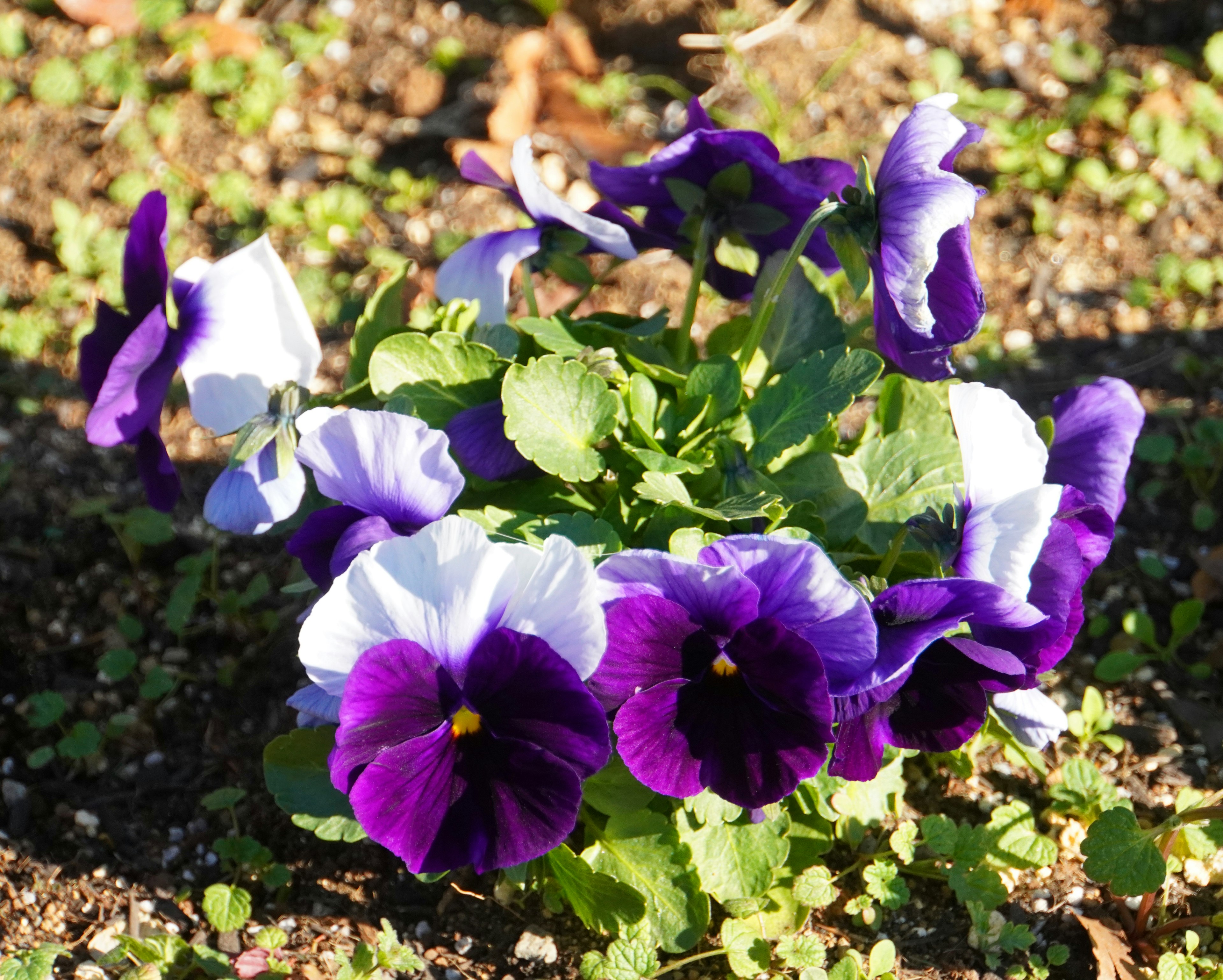 Vibrant purple and white pansy flowers blooming