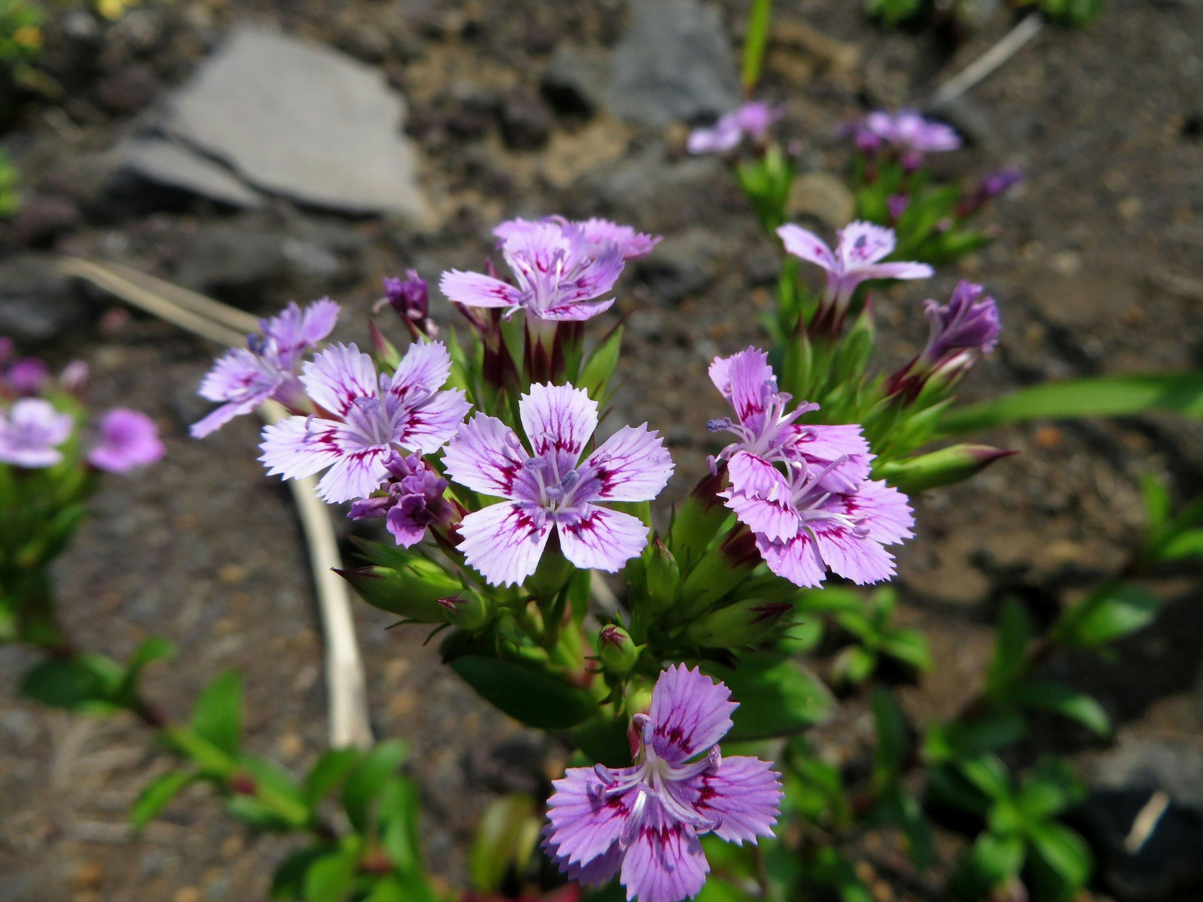 Bündel kleiner lila Blumen, die in einem Garten blühen