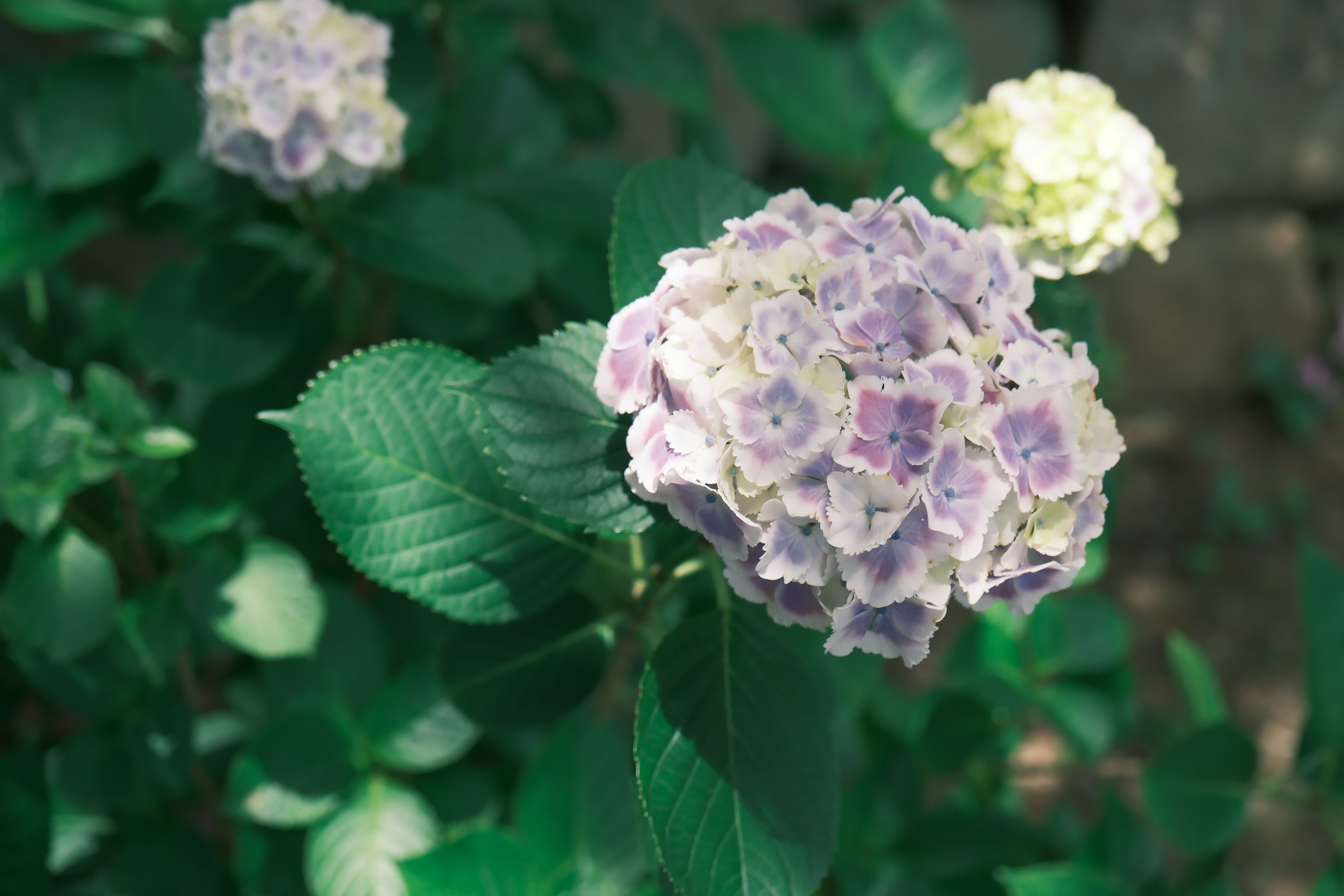 Cespuglio di ortensie con fiori viola e bianchi