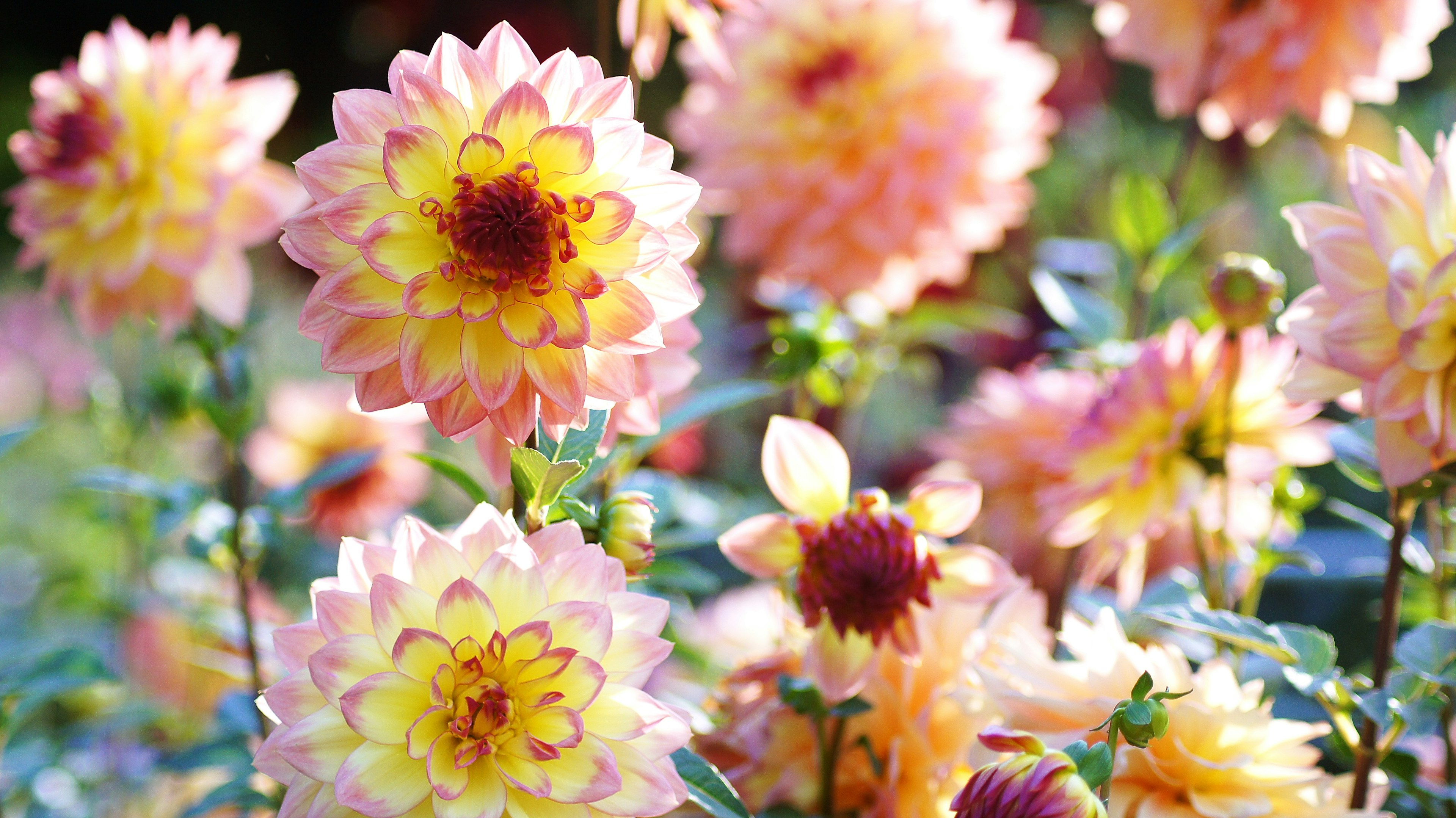 Eine lebendige Gartenszene mit blühenden Dahlien in Rosa- und Gelbtönen