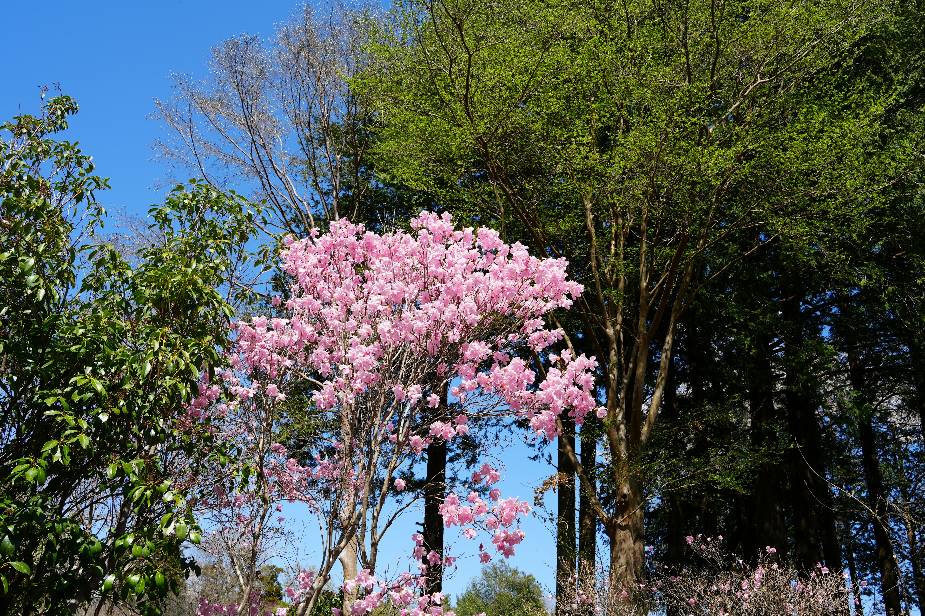 青空の下に咲くピンクの花の木と緑の木々