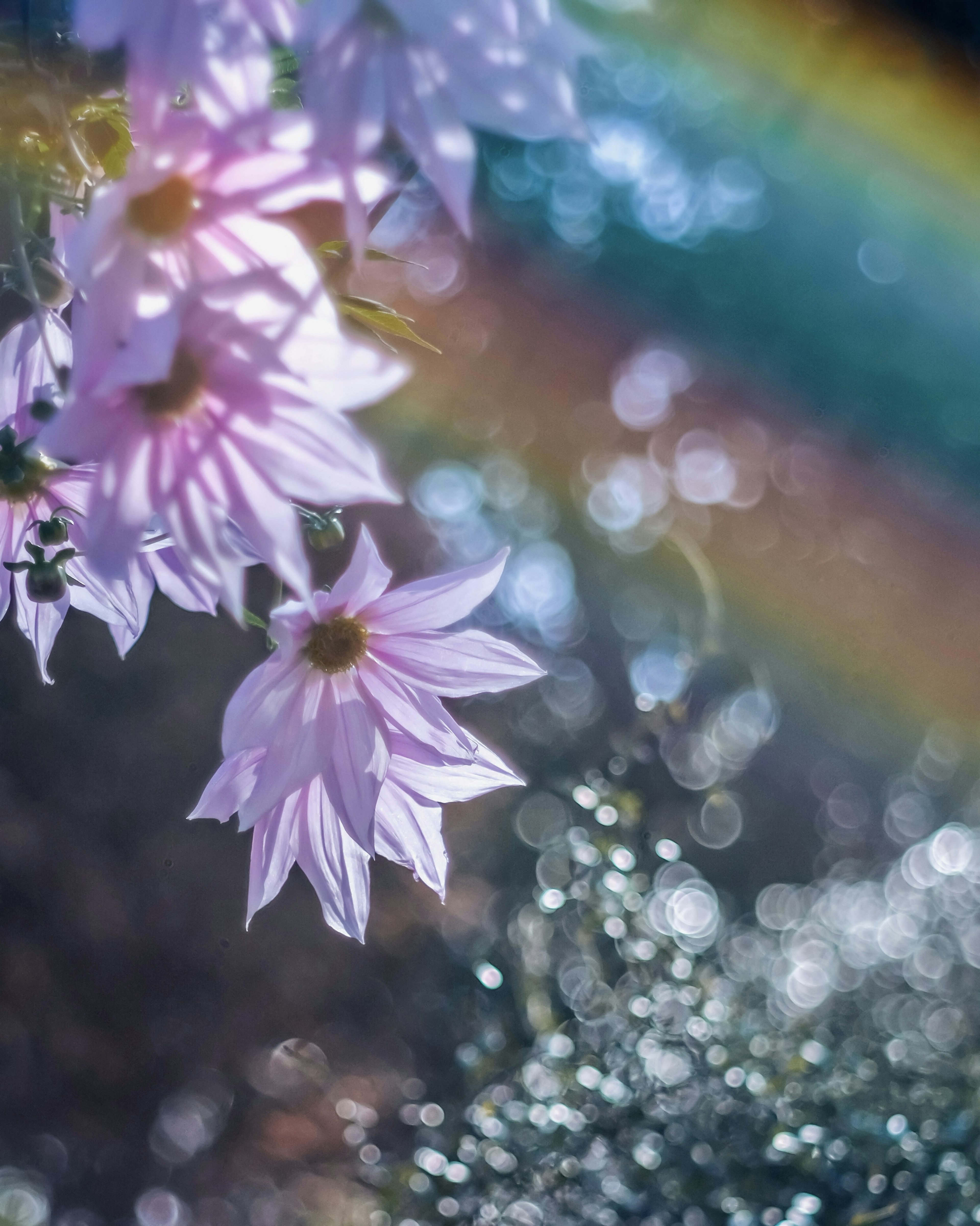 Delicate pink flowers with a rainbow in the background