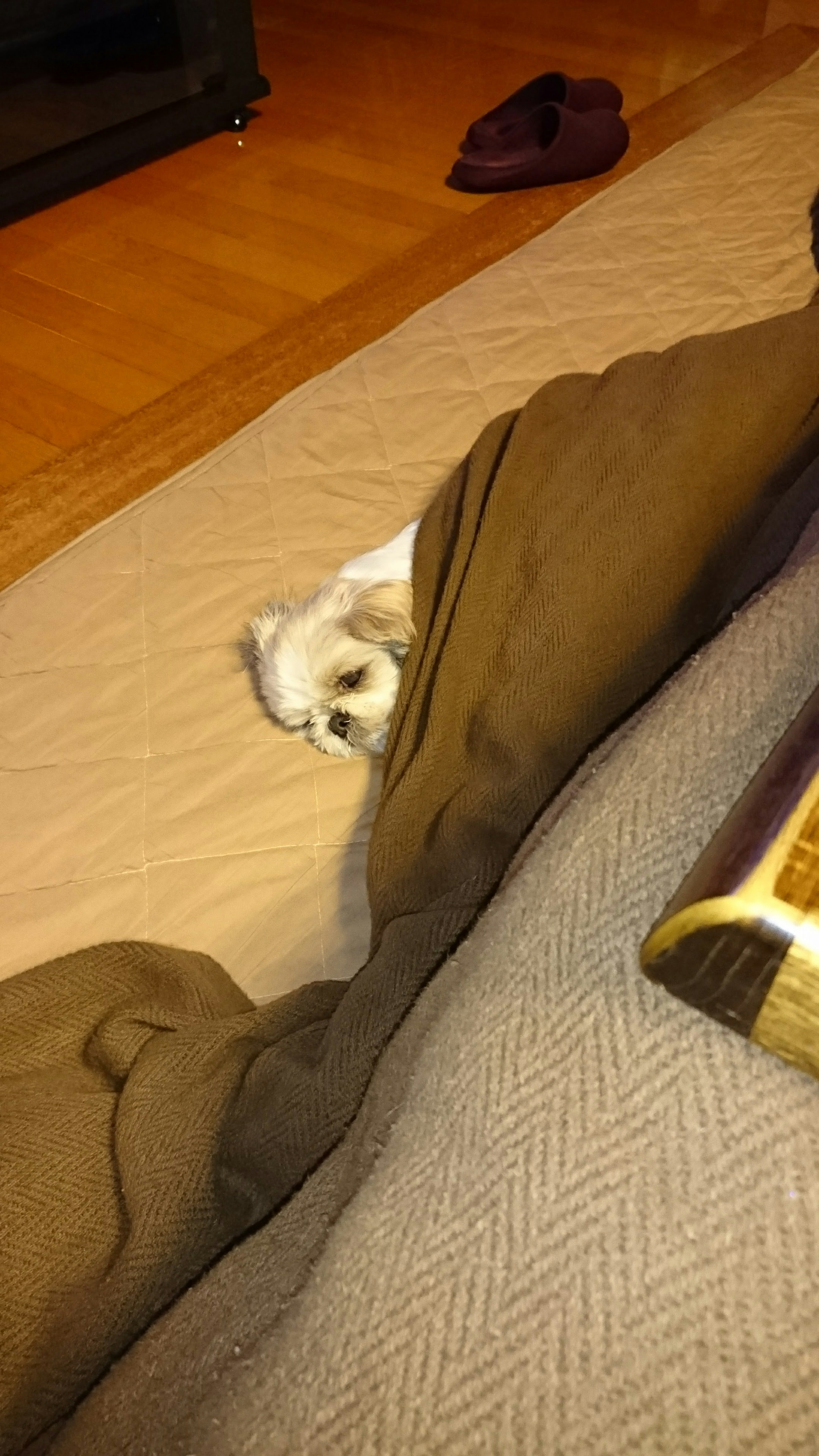 Un petit chien enveloppé dans une couverture reposant sur un lit