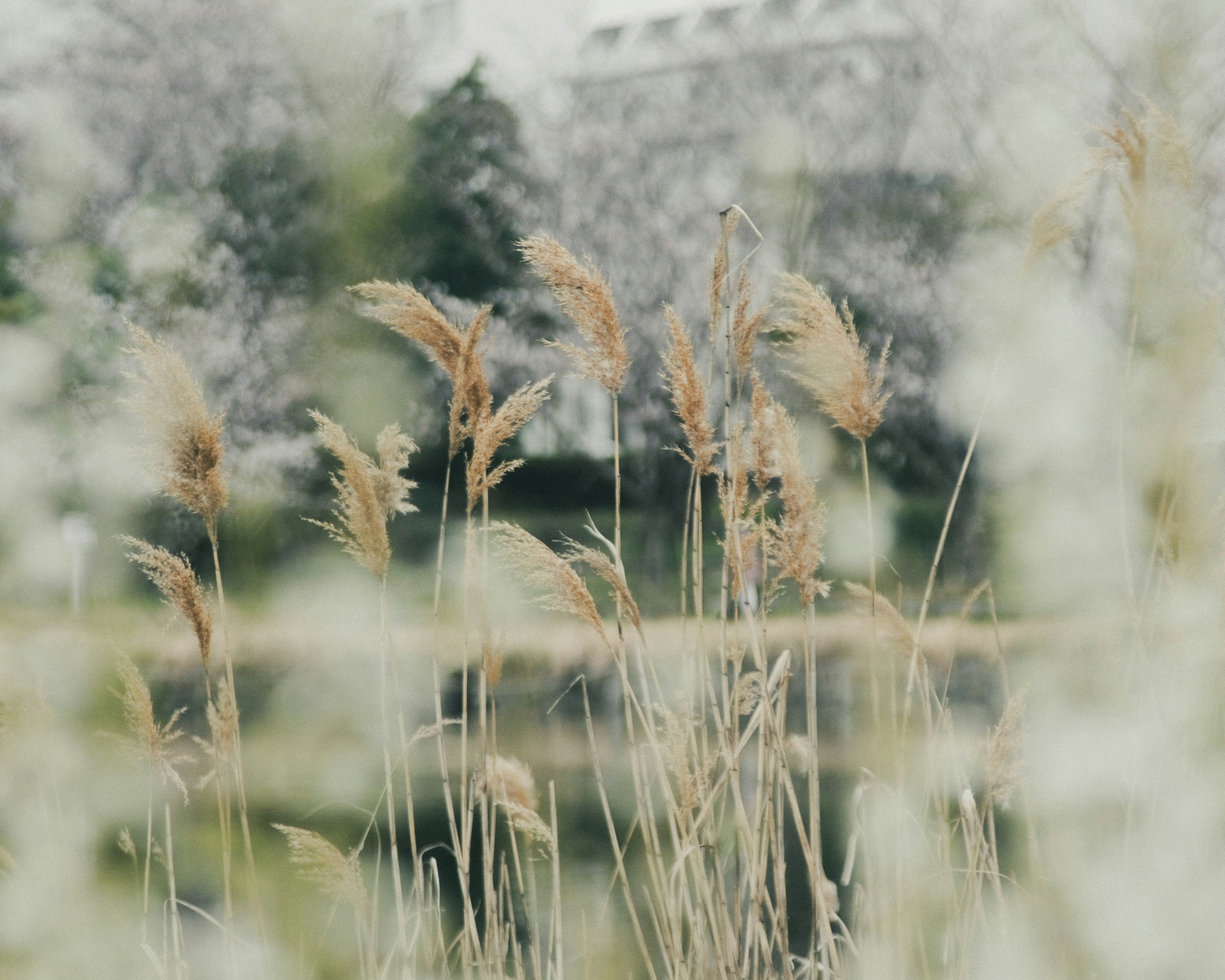 柔らかな背景の中で揺れる乾燥した草の穂