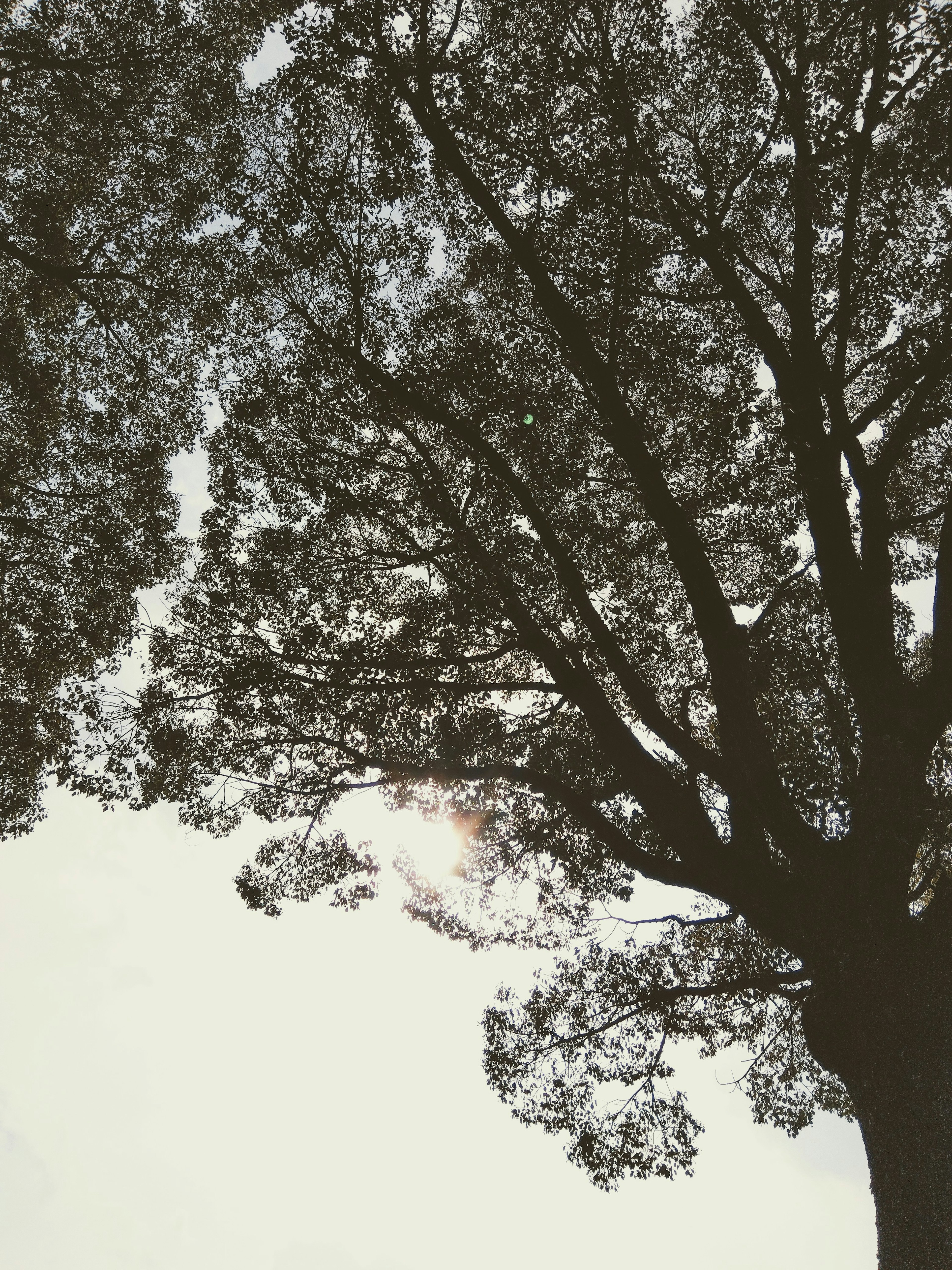 Silhouette of a tree with spreading branches and leaves