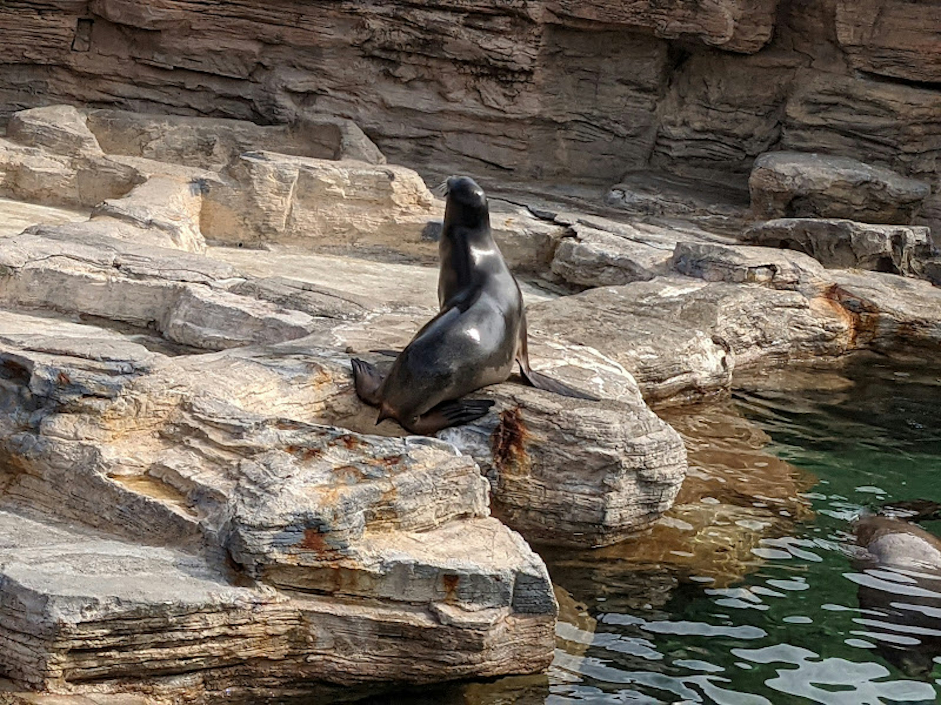 一隻坐在水邊岩石上的海獅