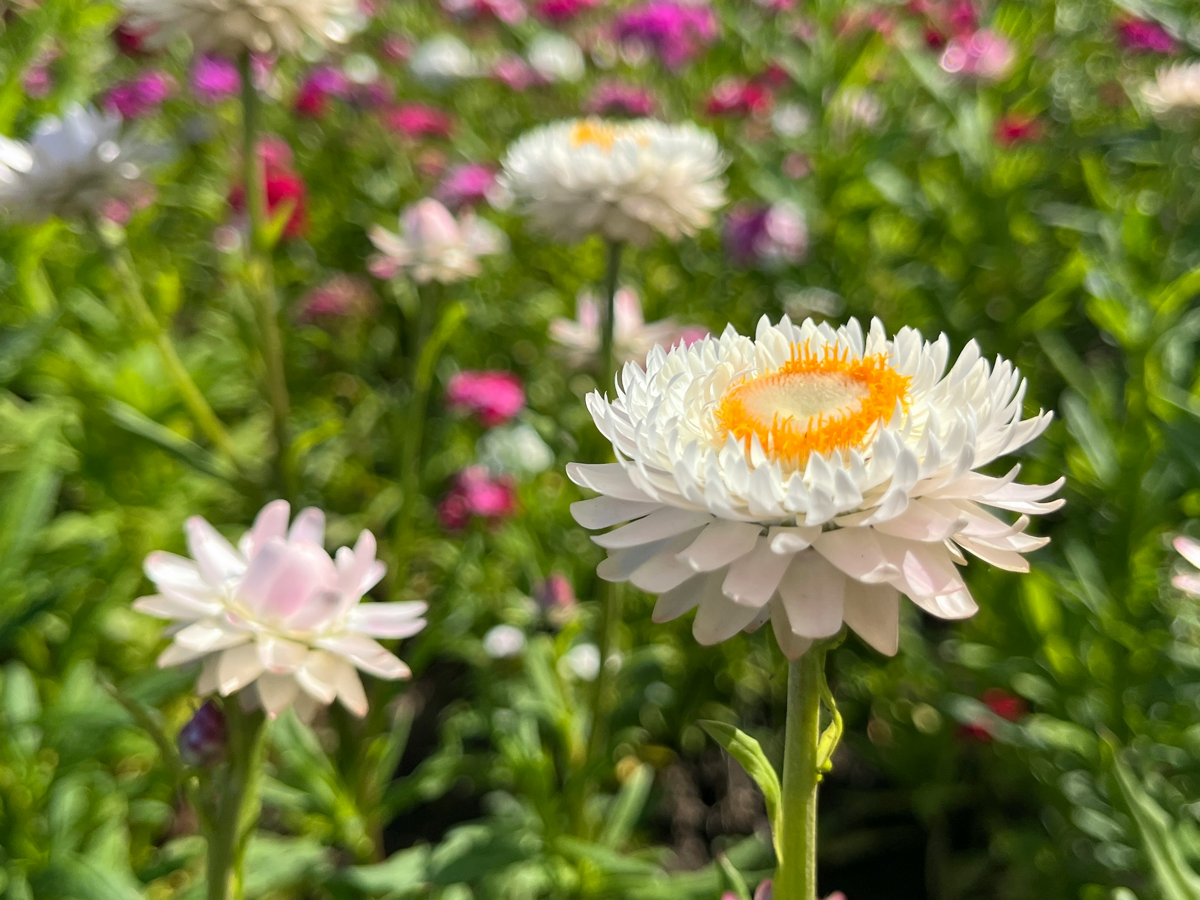 白い花びらの花とカラフルな背景の花畑