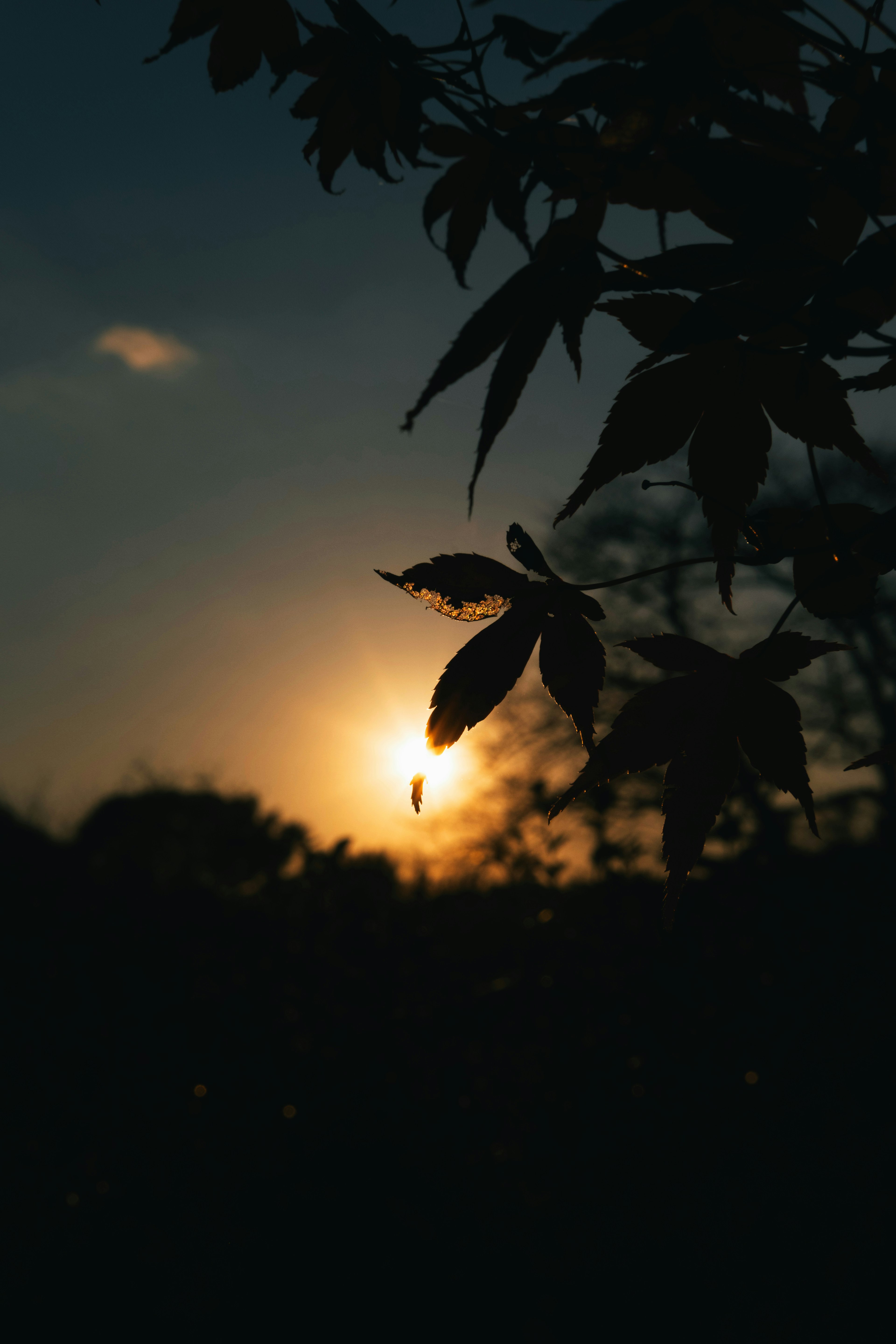 Silhouette von Blättern gegen den Sonnenuntergang