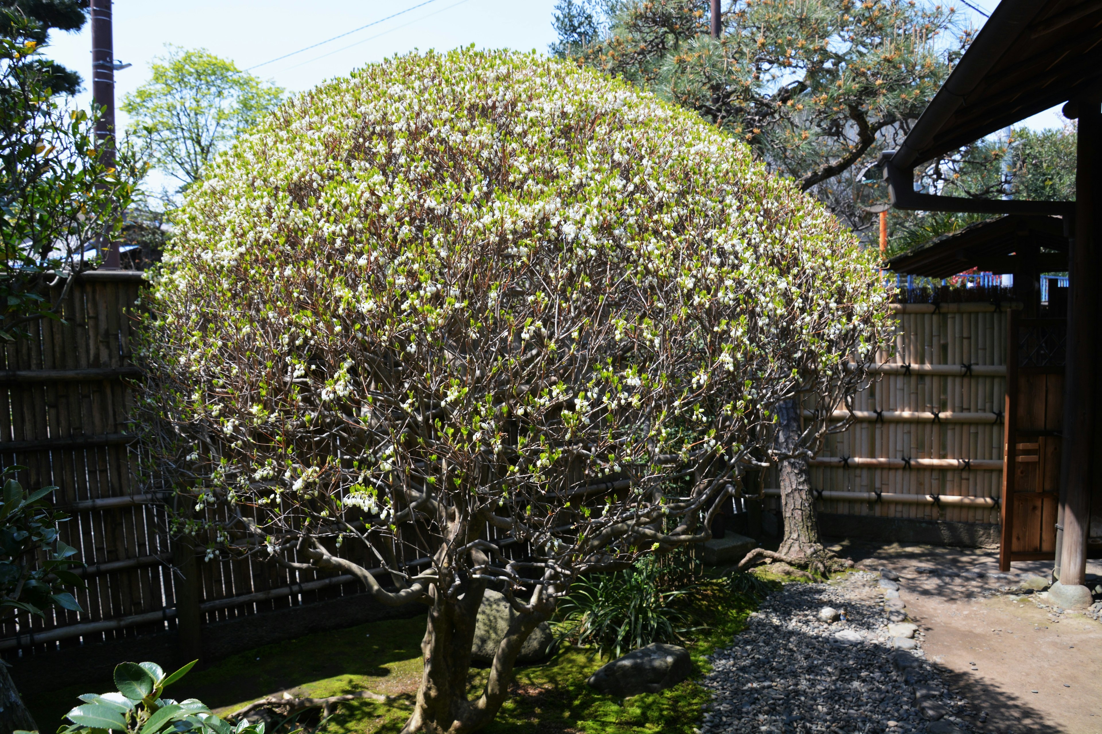 A round-shaped tree in a garden with a bamboo fence in the background