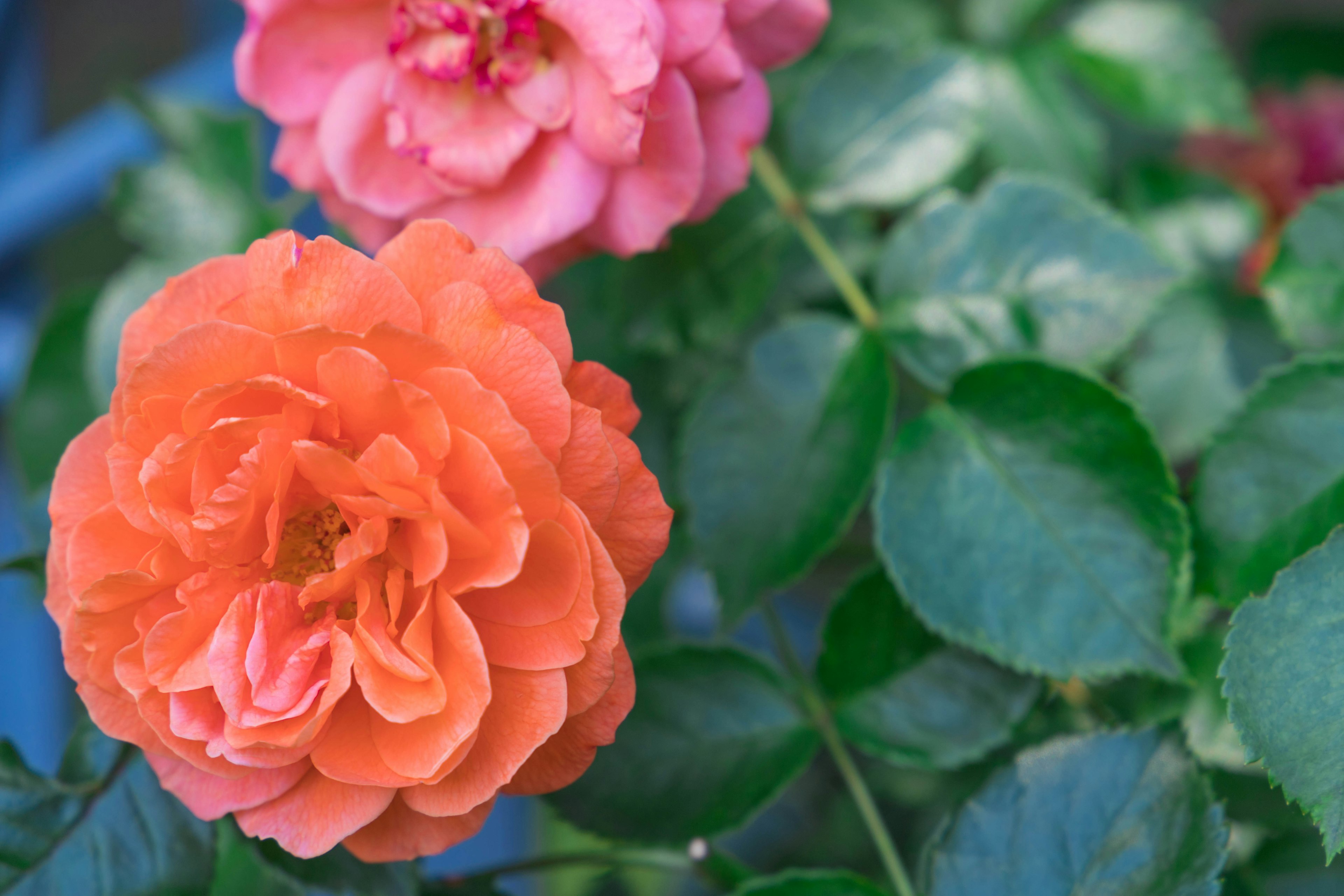 Orange and pink roses blooming against a backdrop of green leaves