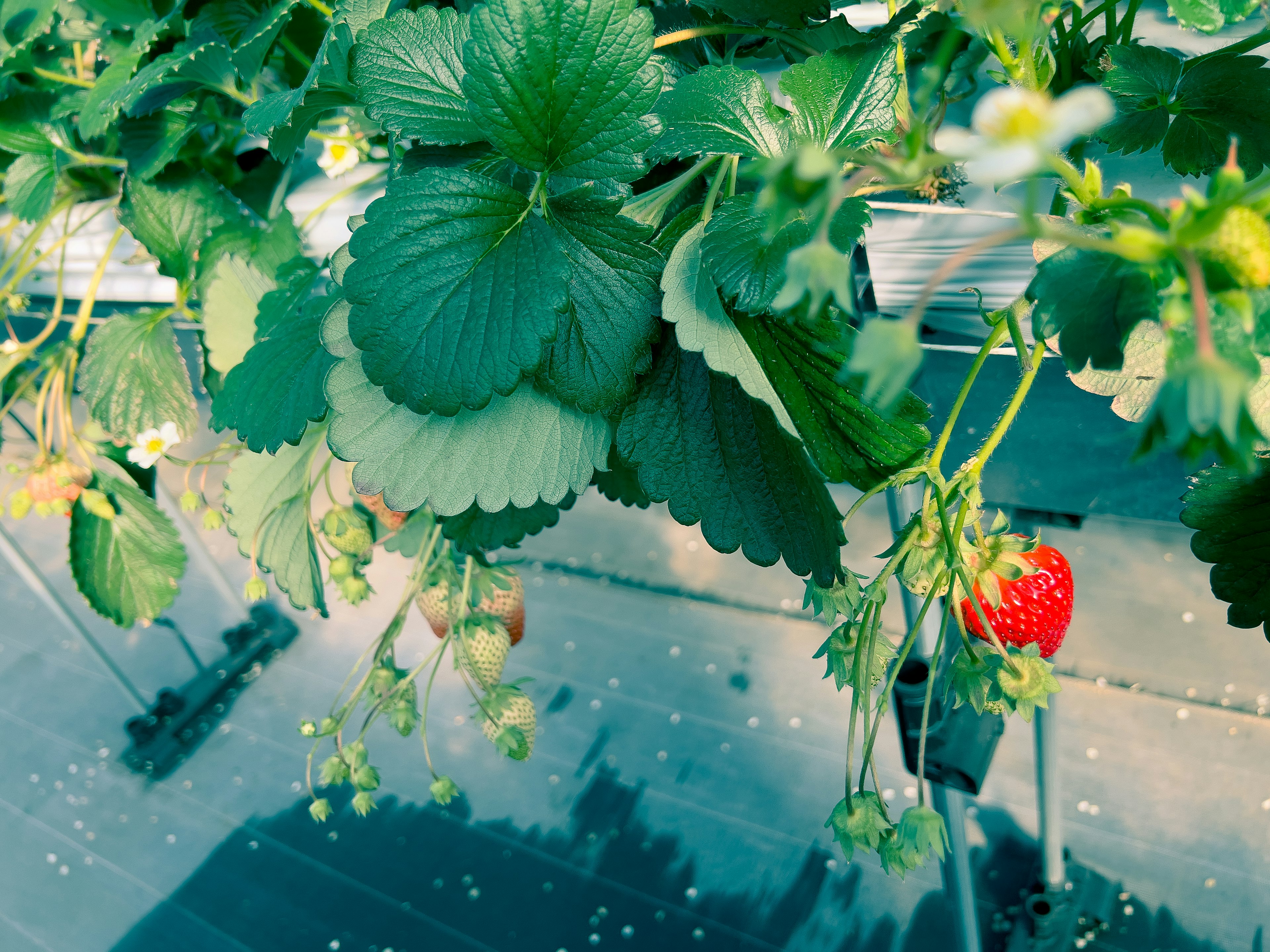 Plante de fraise vibrante avec des feuilles vertes et des fruits mûrs