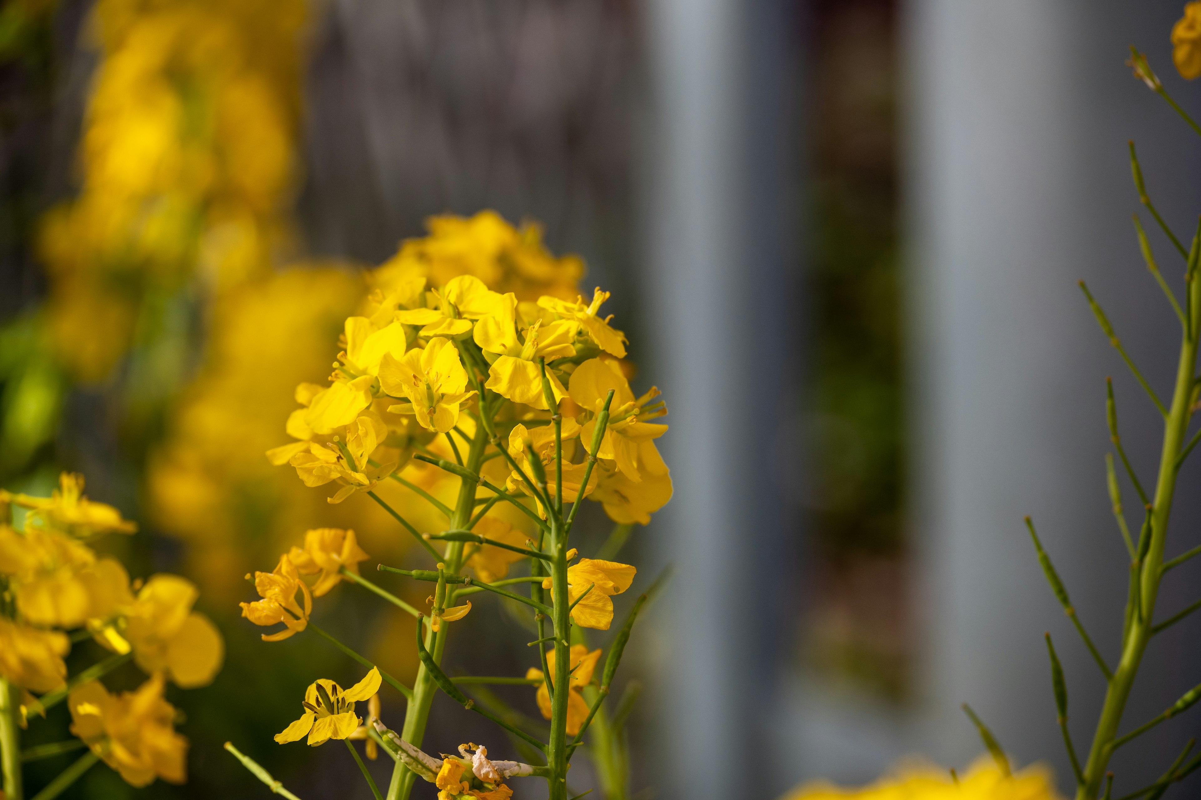 ภาพถ่ายระยะใกล้ของดอกไม้สีเหลืองสดใสกำลังบาน