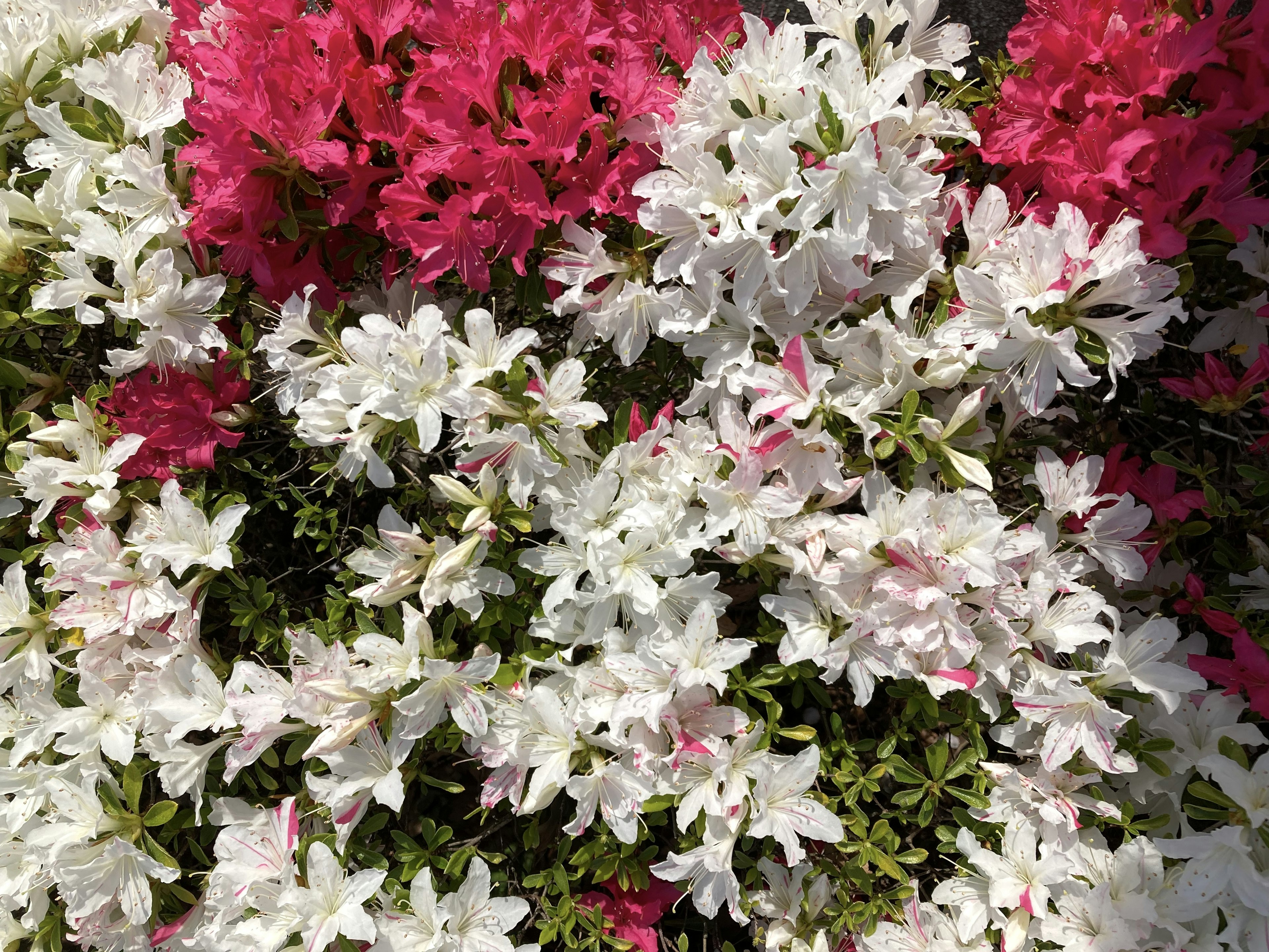 A vibrant display of azalea flowers in pink and white