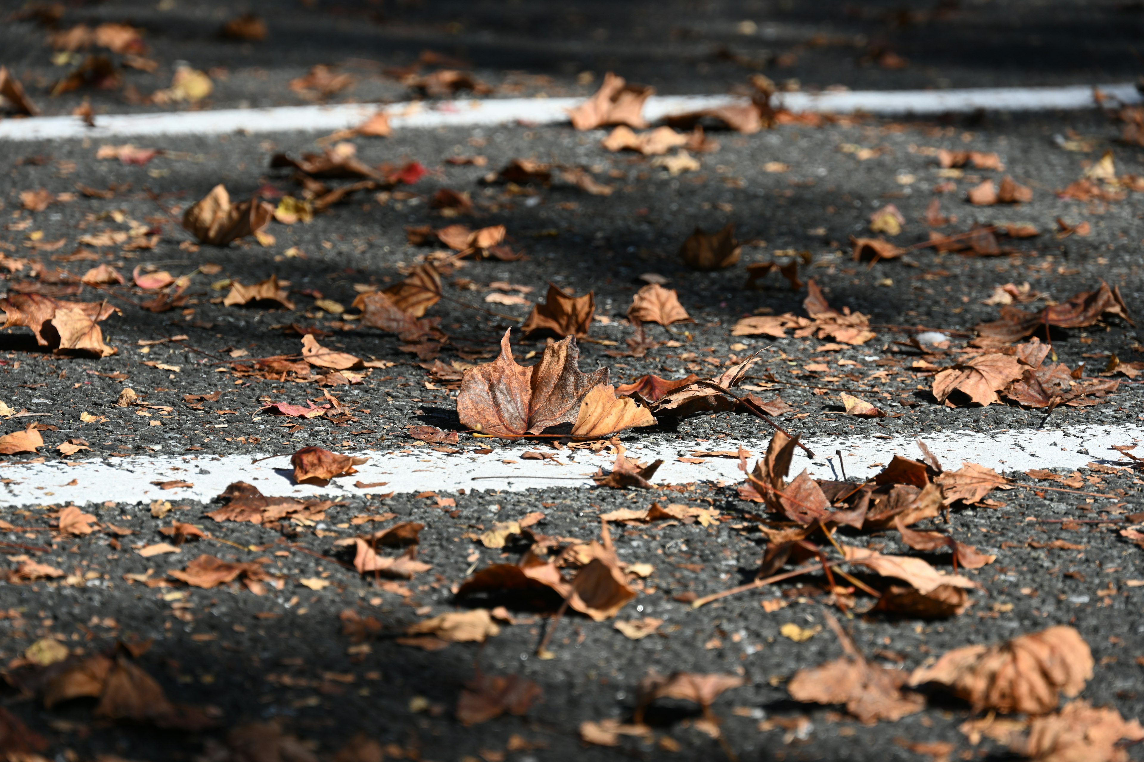 A close-up of fallen leaves on a pavement with white lines