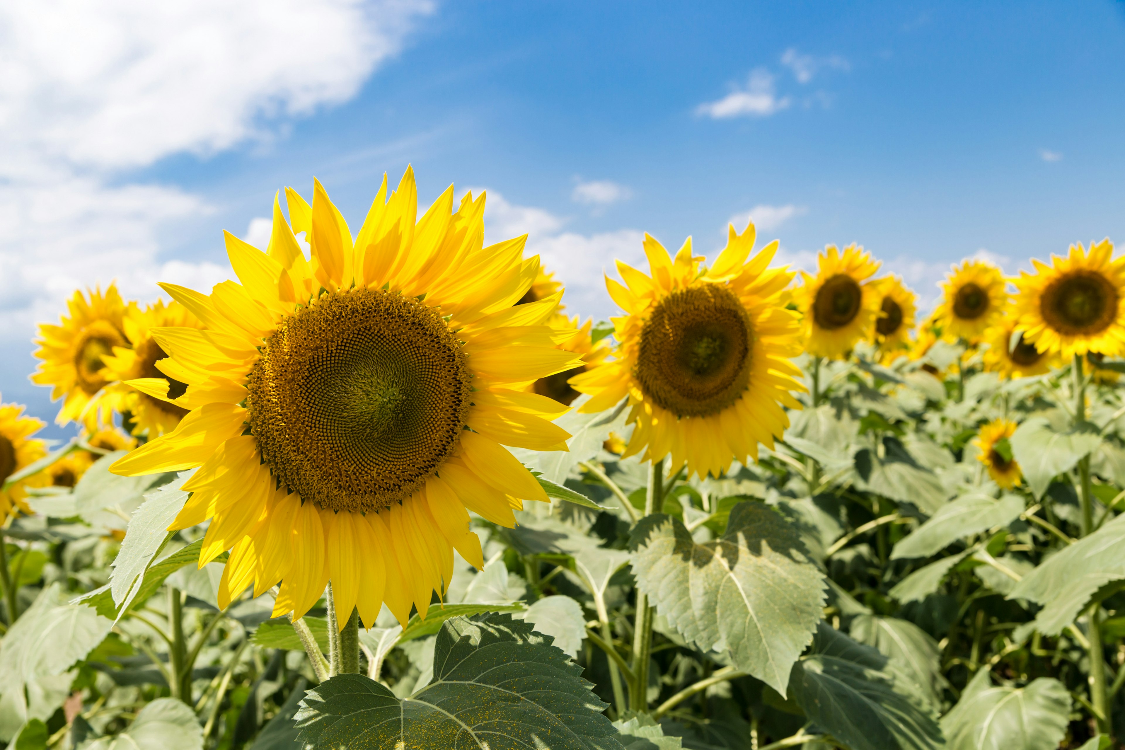 Campo de girasoles floreciendo bajo un cielo azul