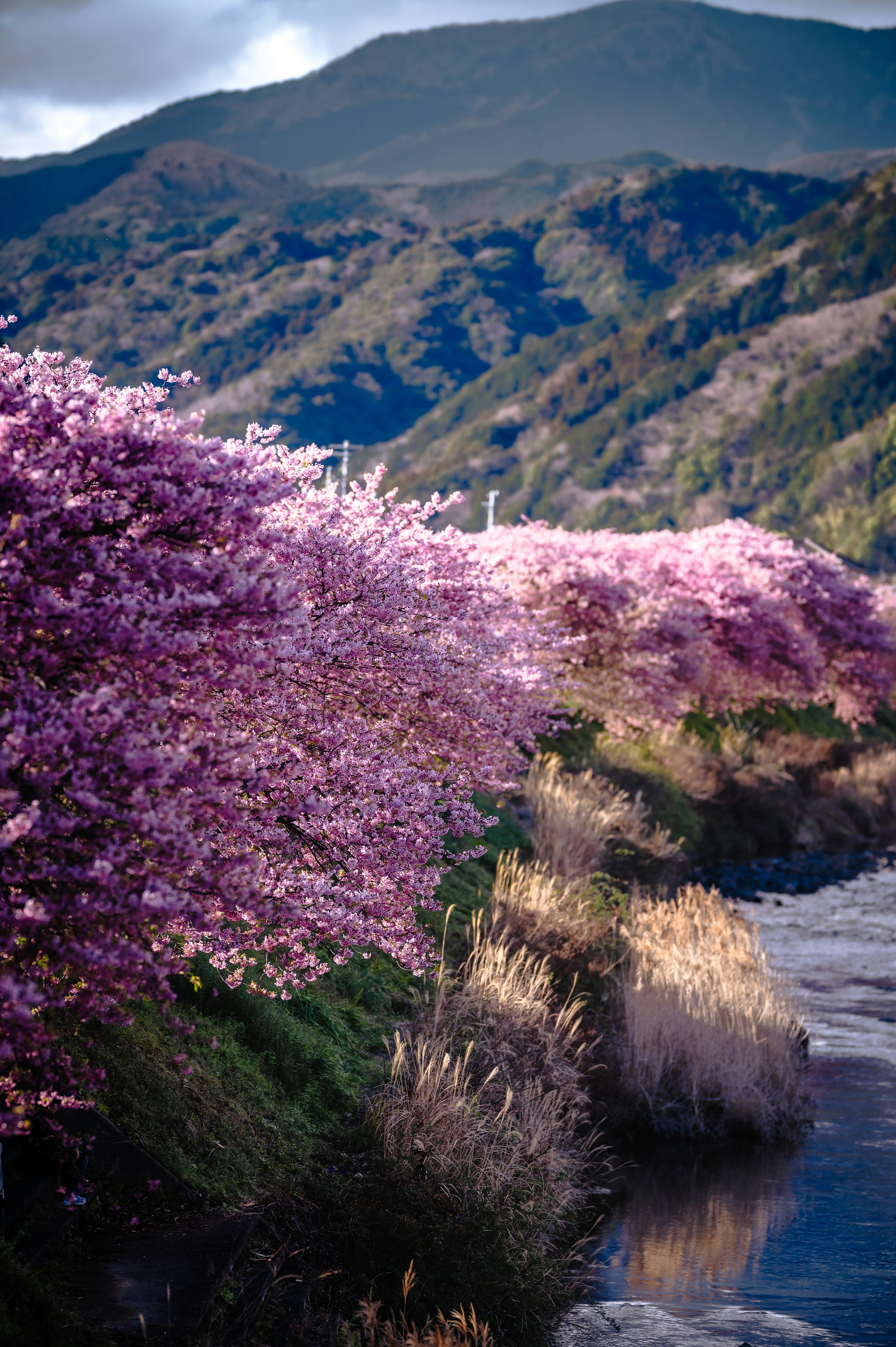 美しい桜の木が川沿いに咲いている風景