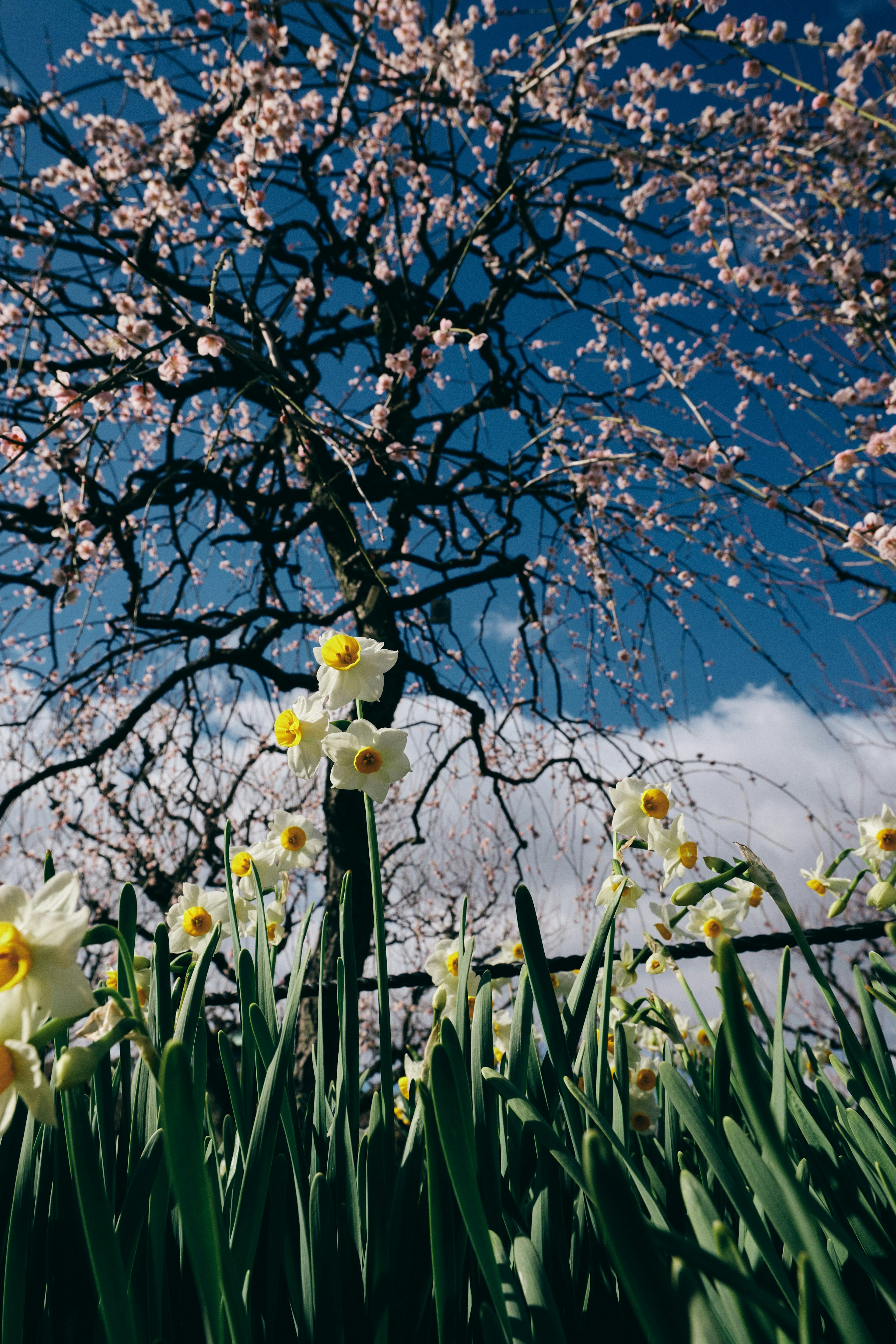 Escena primaveral con un árbol de cerezo en flor y narcisos amarillos