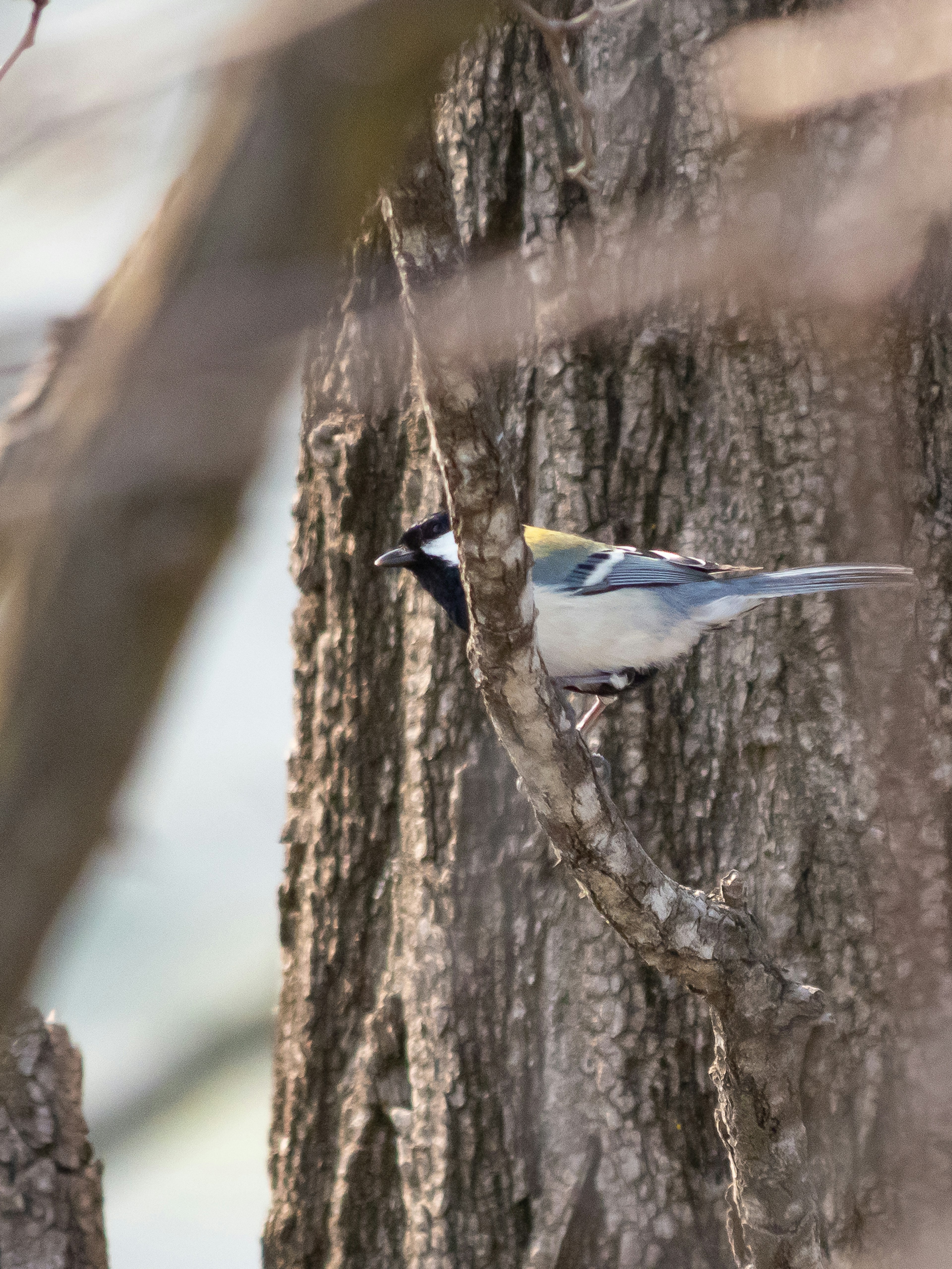 Imagen de un pájaro azul posado en un tronco de árbol