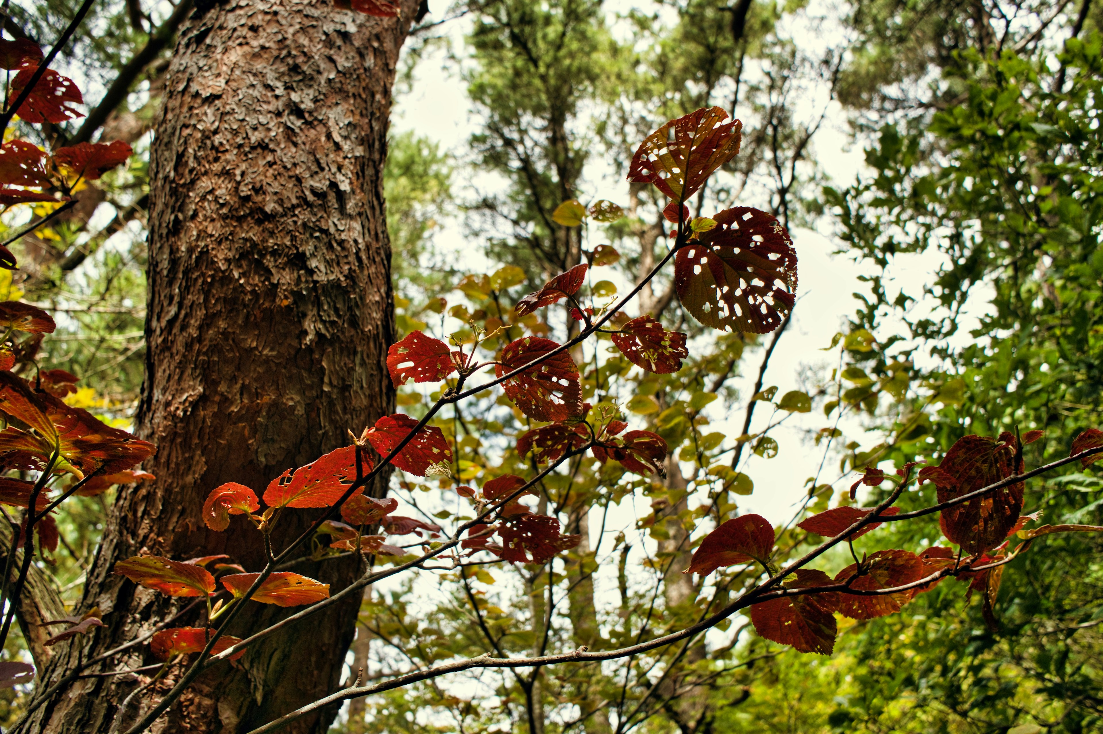 Scena forestale con un tronco d'albero e foglie rosse