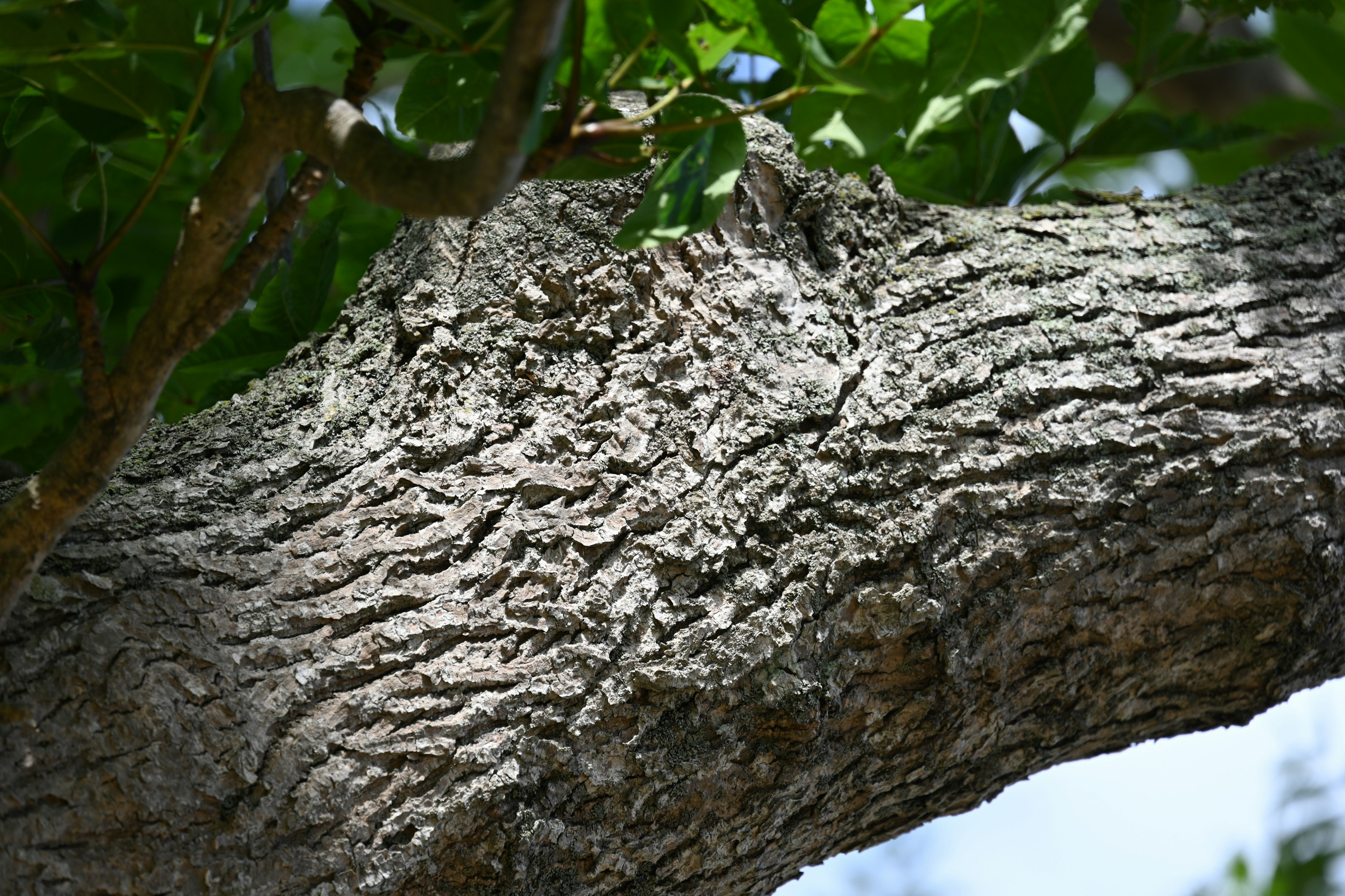 Textured bark of a thick tree trunk with green leaves