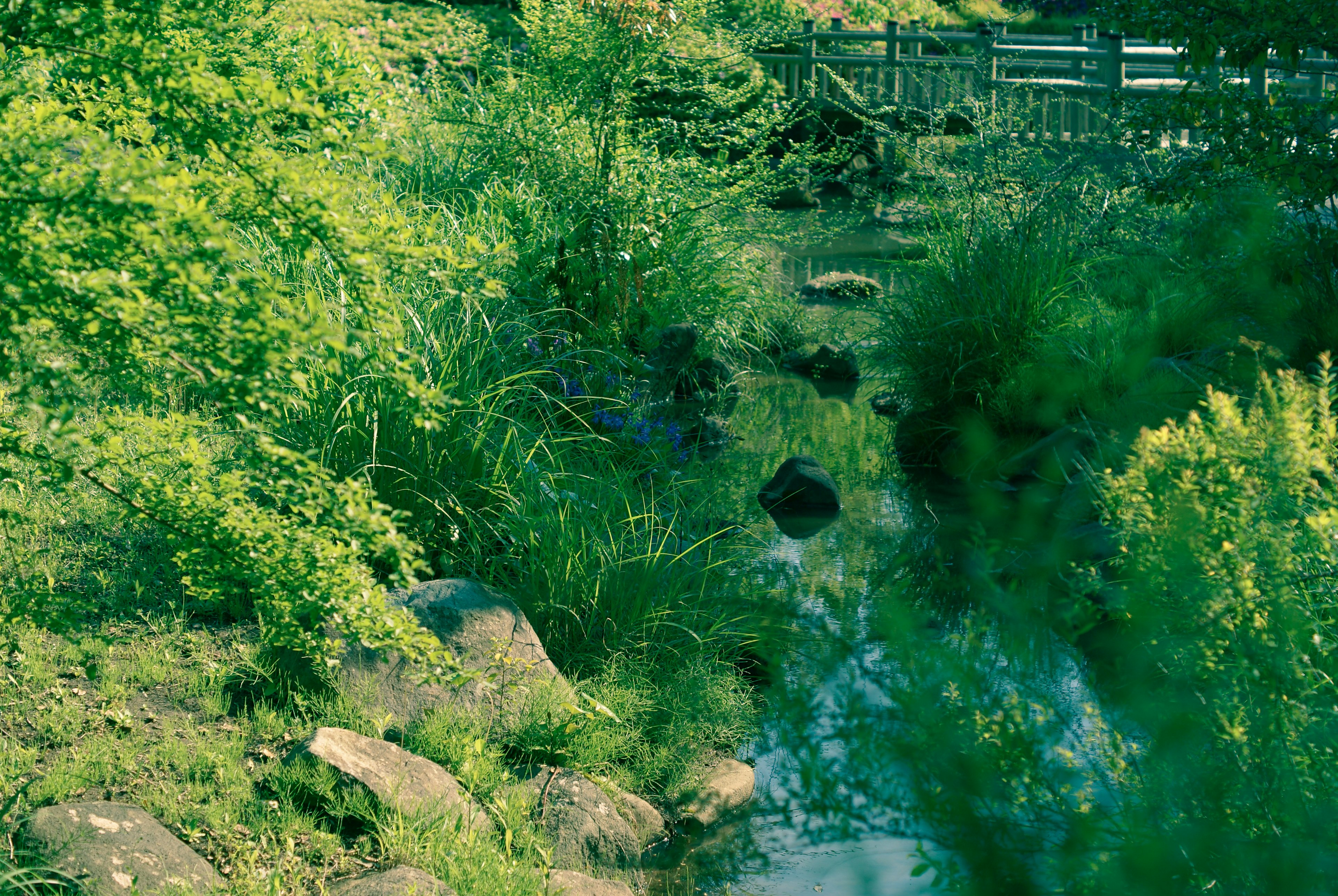 A serene stream surrounded by lush green vegetation