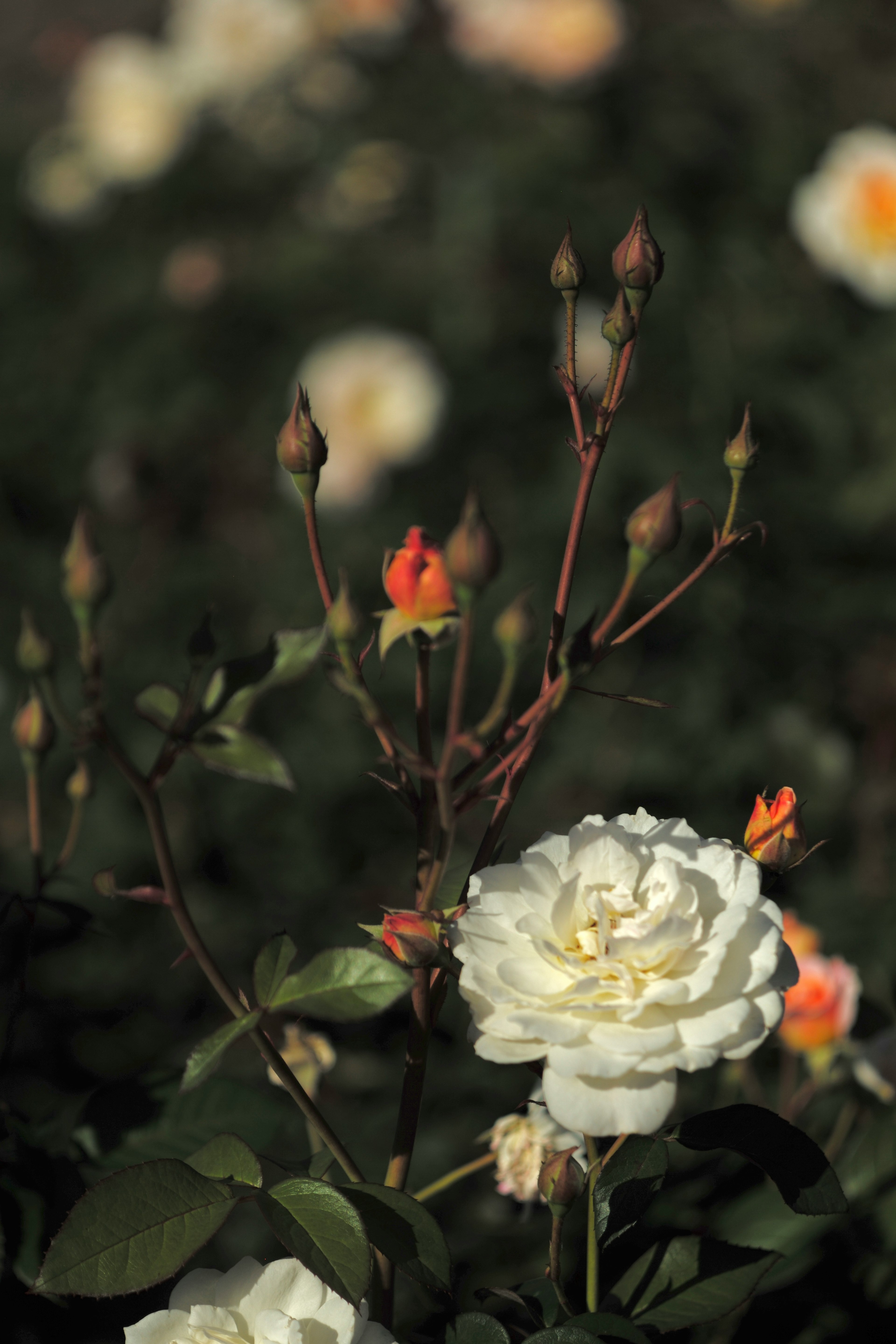 Bella scena di giardino con rose bianche e foglie verdi