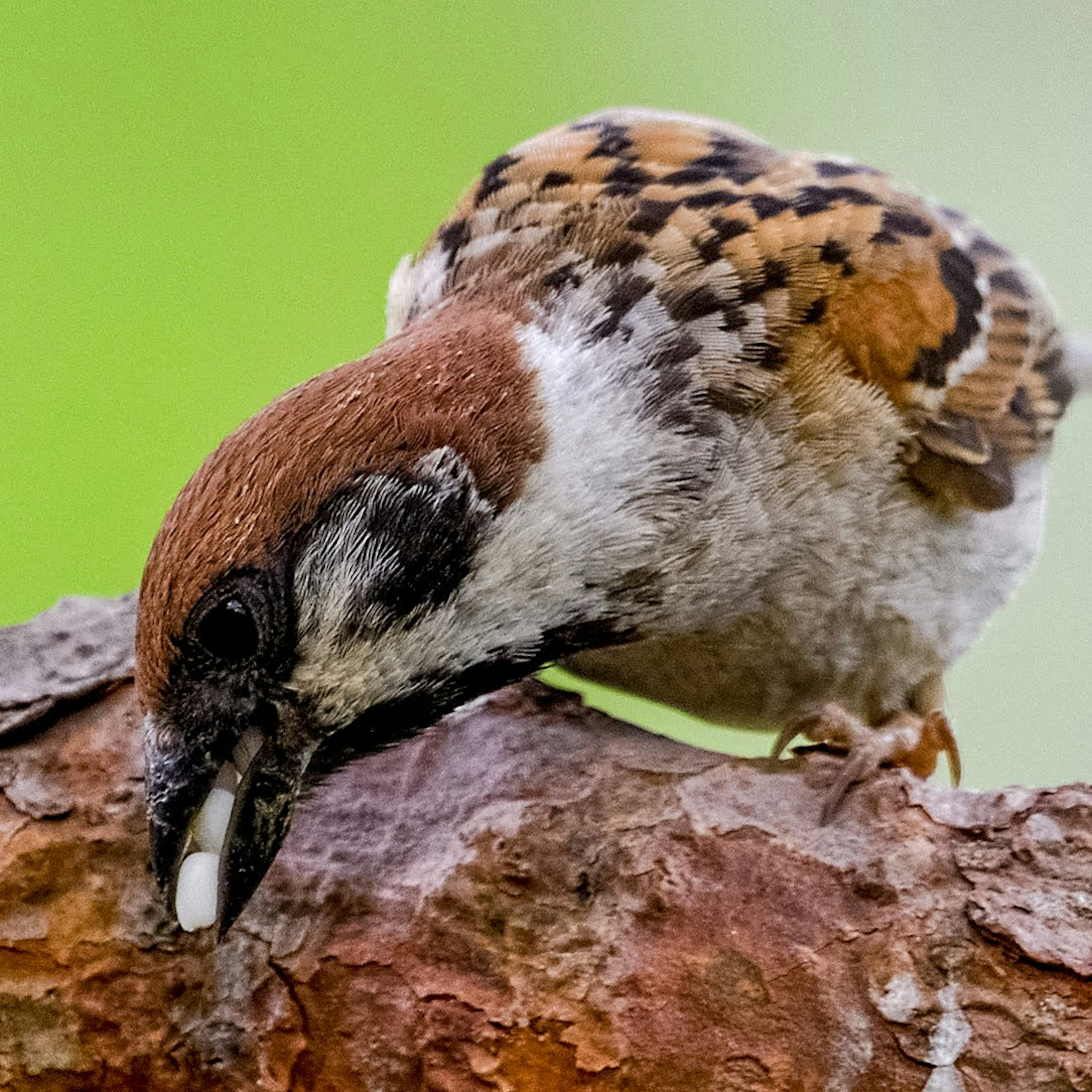 Un pequeño pájaro posado en una rama con plumas marrones y blancas sobre un fondo verde